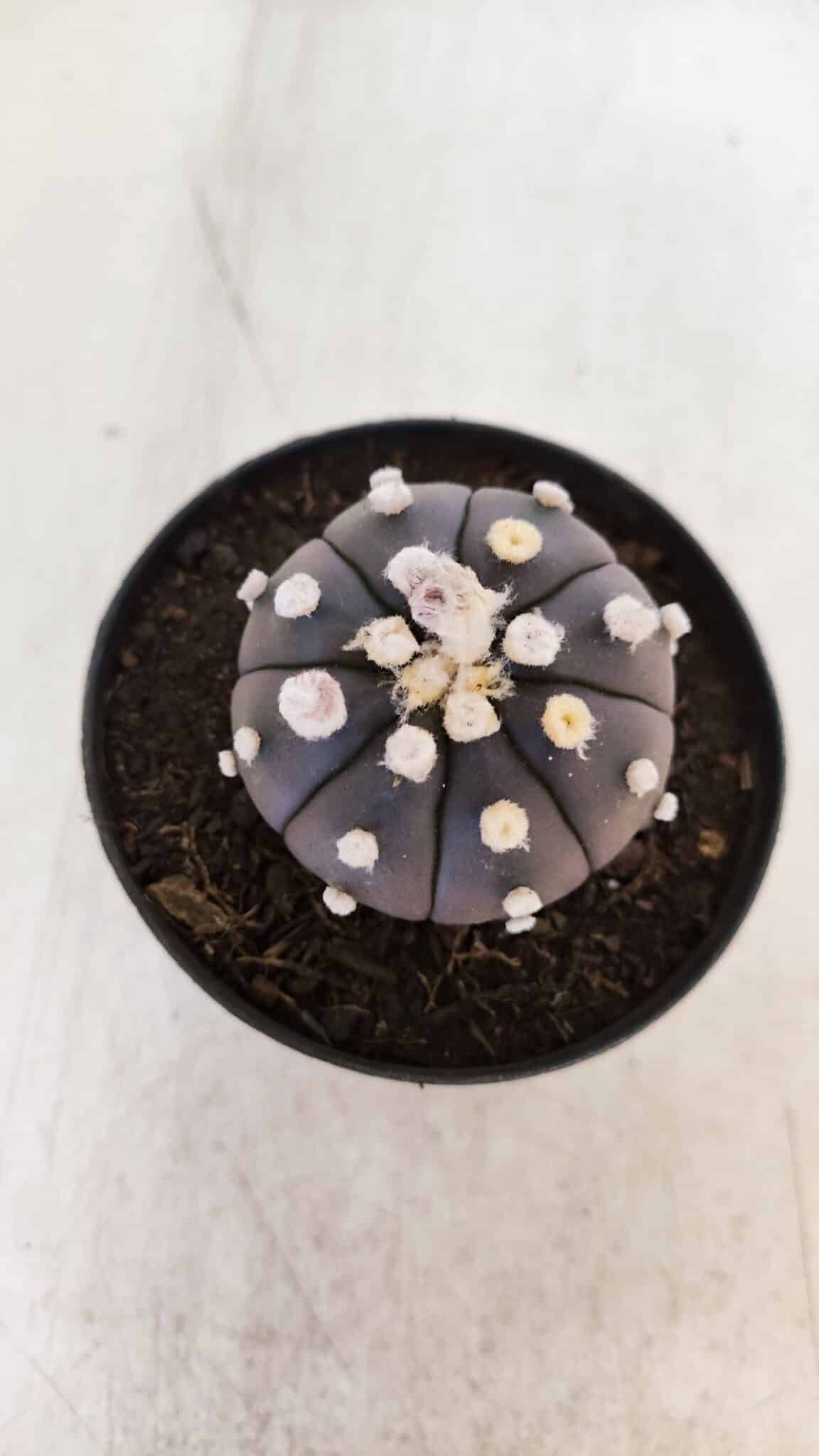 ASTROPHYTUM ASTERIAS “Purple”  Nº 865 (2) – vaso 09