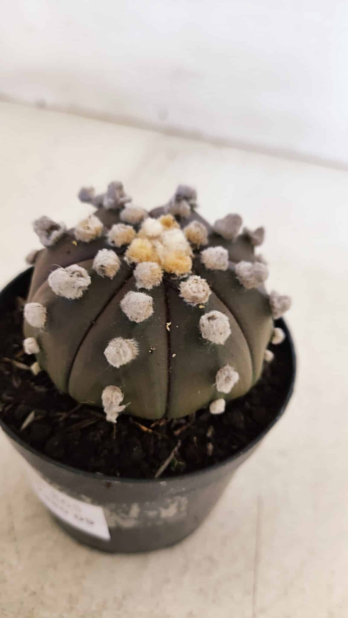 ASTROPHYTUM ASTERIAS “Purple”  Nº 865 – vaso 09