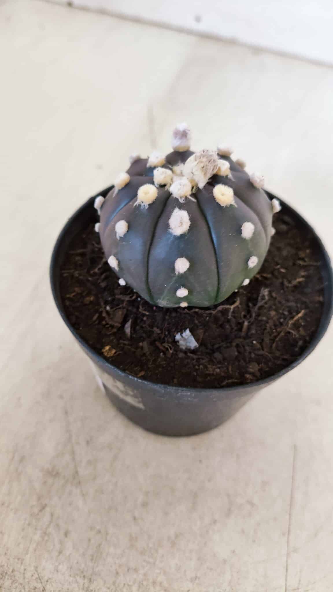 ASTROPHYTUM ASTERIAS “Purple”  Nº 865 (2) – vaso 09