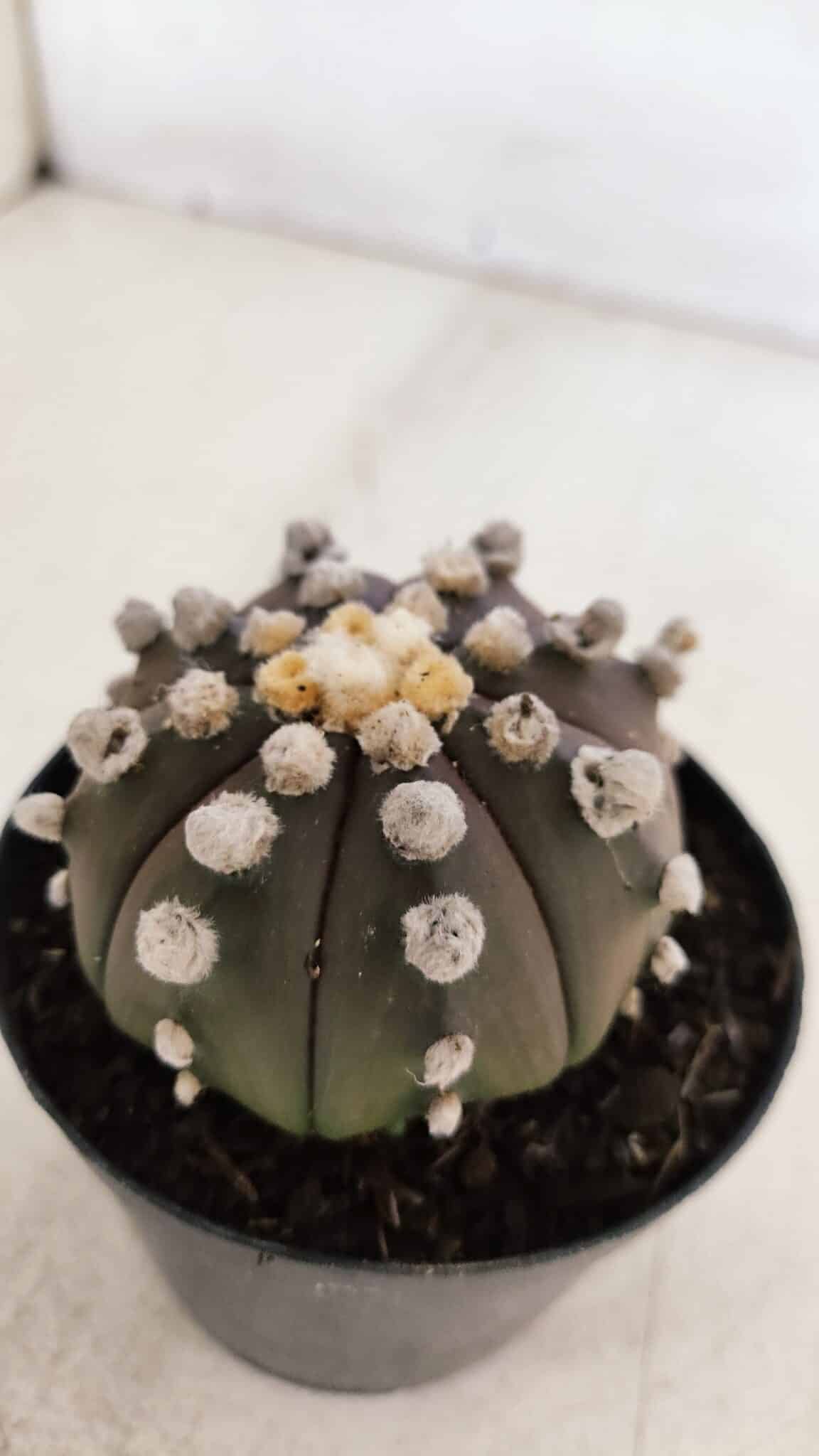 ASTROPHYTUM ASTERIAS “Purple”  Nº 865 – vaso 09