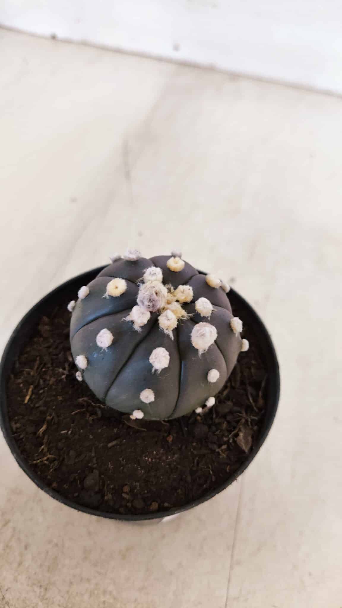ASTROPHYTUM ASTERIAS “Purple”  Nº 865 (2) – vaso 09
