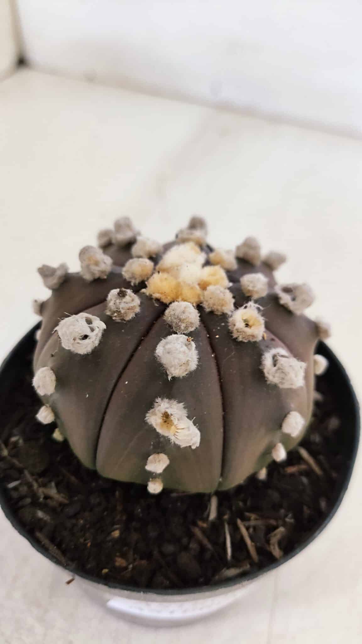ASTROPHYTUM ASTERIAS “Purple”  Nº 865 – vaso 09