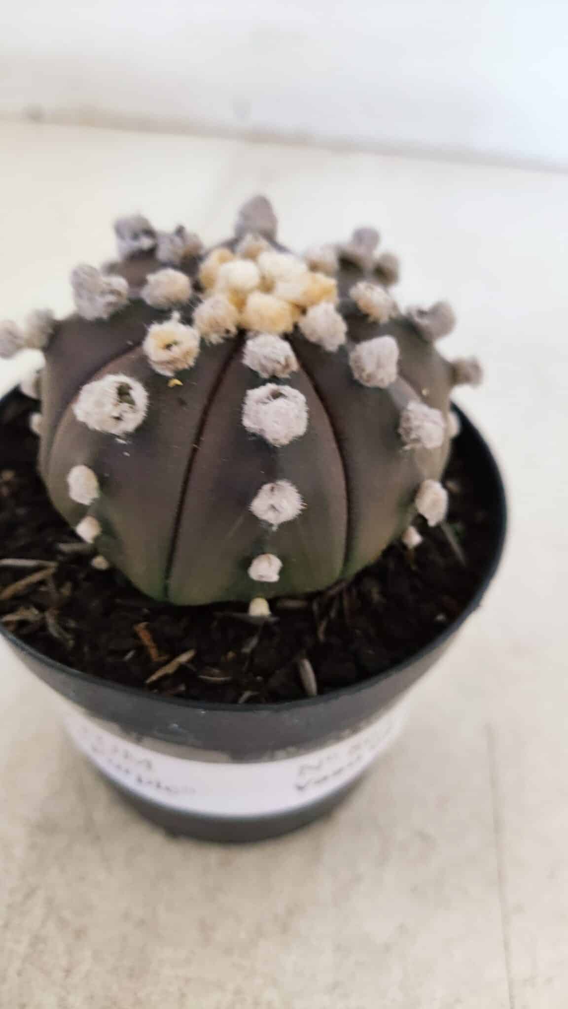 ASTROPHYTUM ASTERIAS “Purple”  Nº 865 – vaso 09