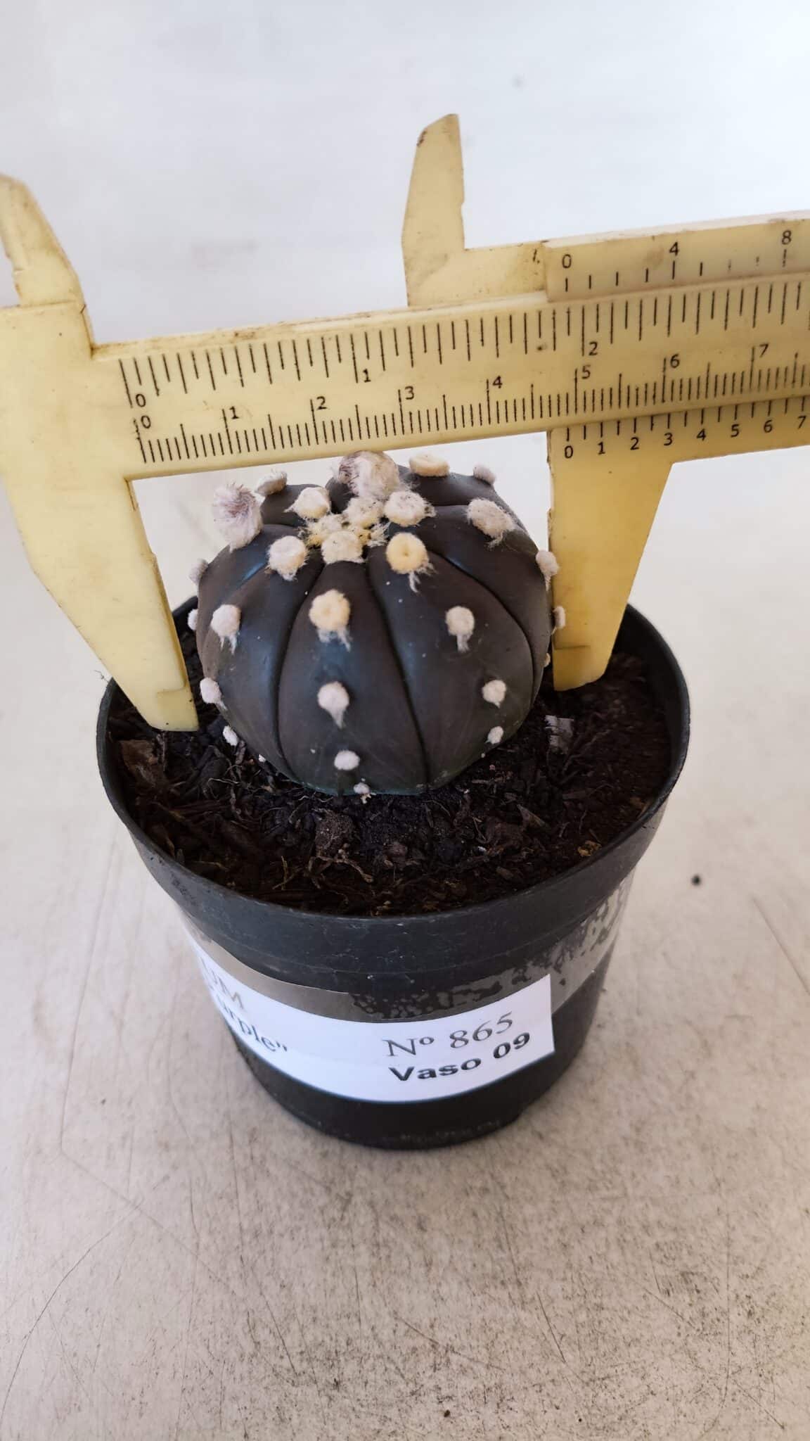 ASTROPHYTUM ASTERIAS “Purple”  Nº 865 (2) – vaso 09