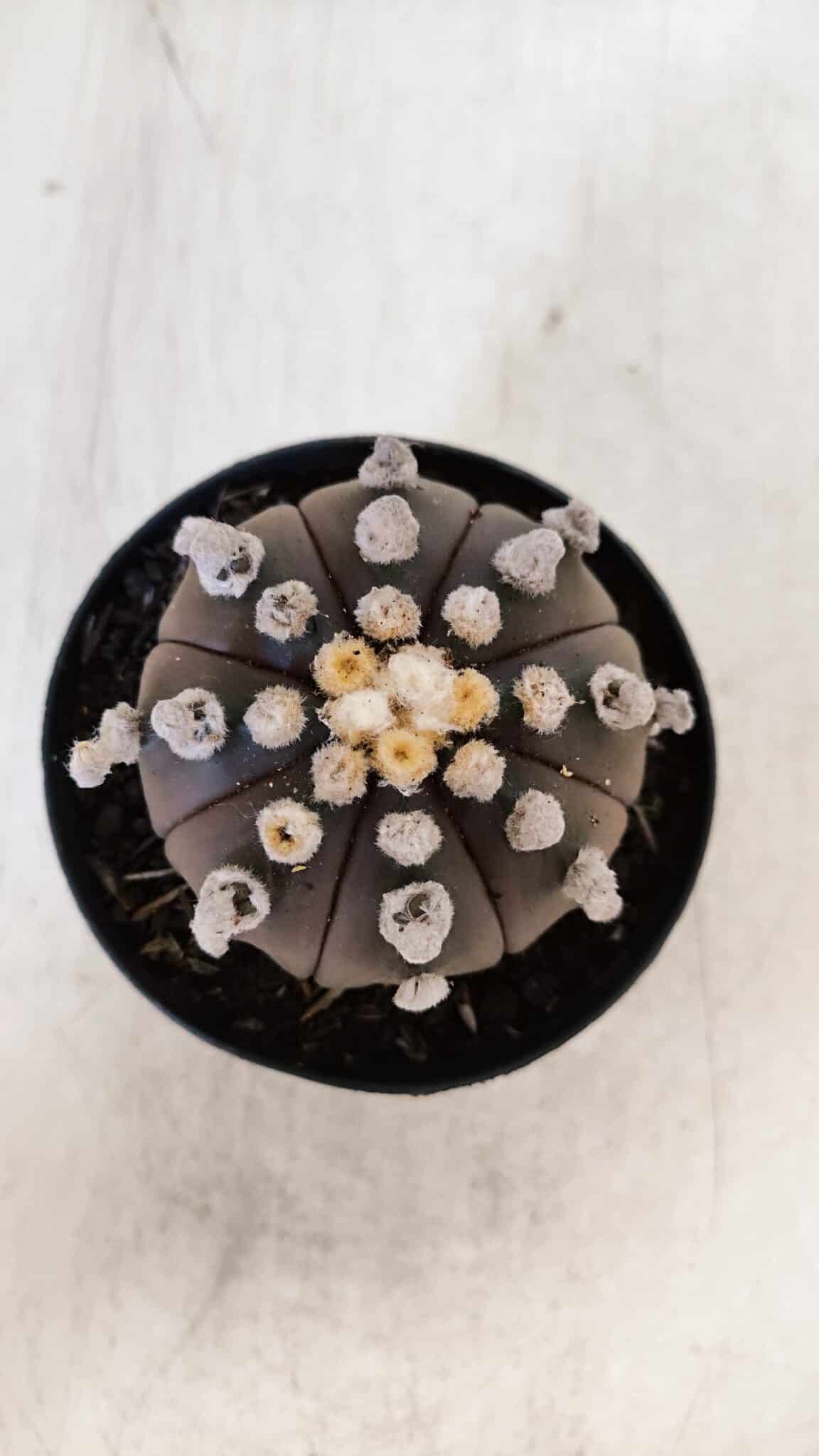 ASTROPHYTUM ASTERIAS “Purple”  Nº 865 – vaso 09