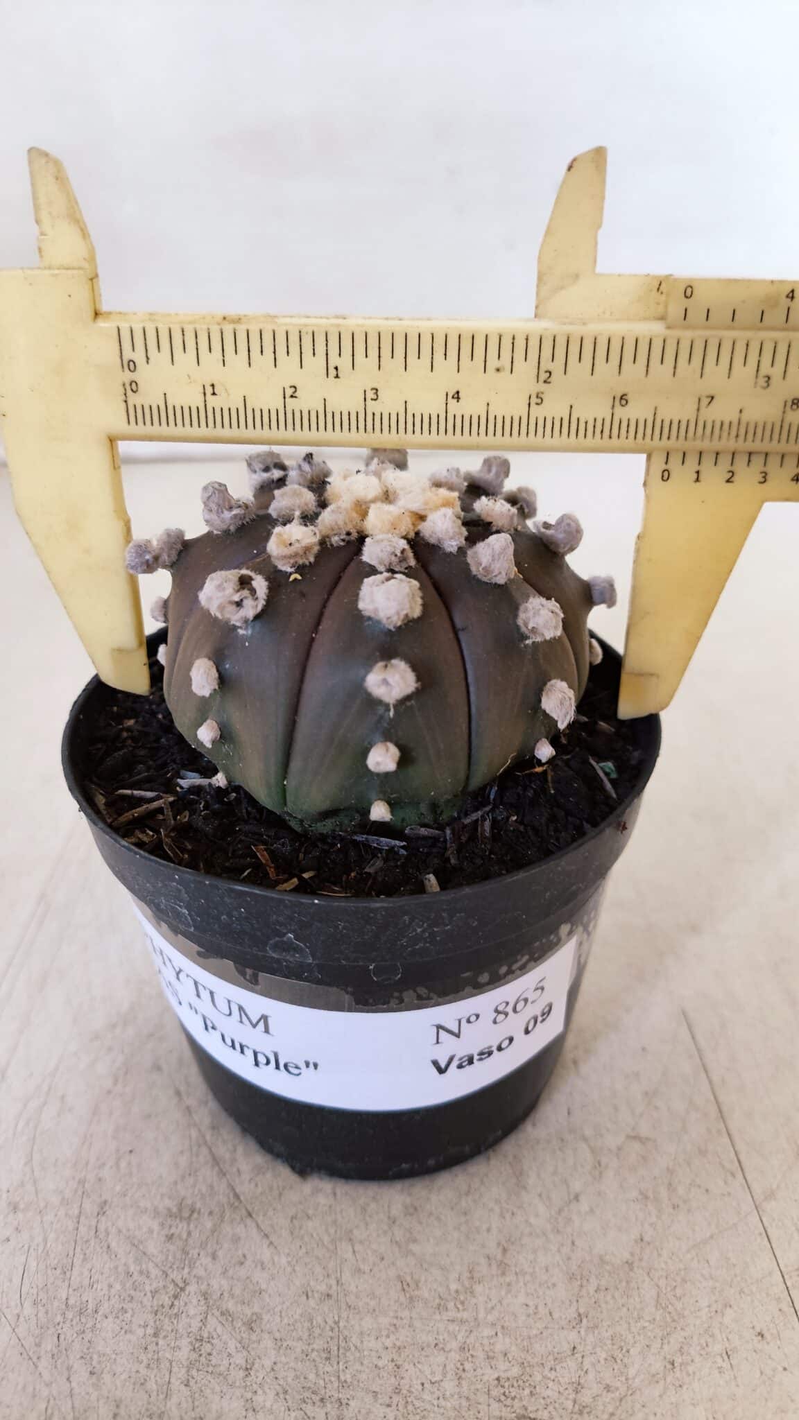 ASTROPHYTUM ASTERIAS “Purple”  Nº 865 – vaso 09