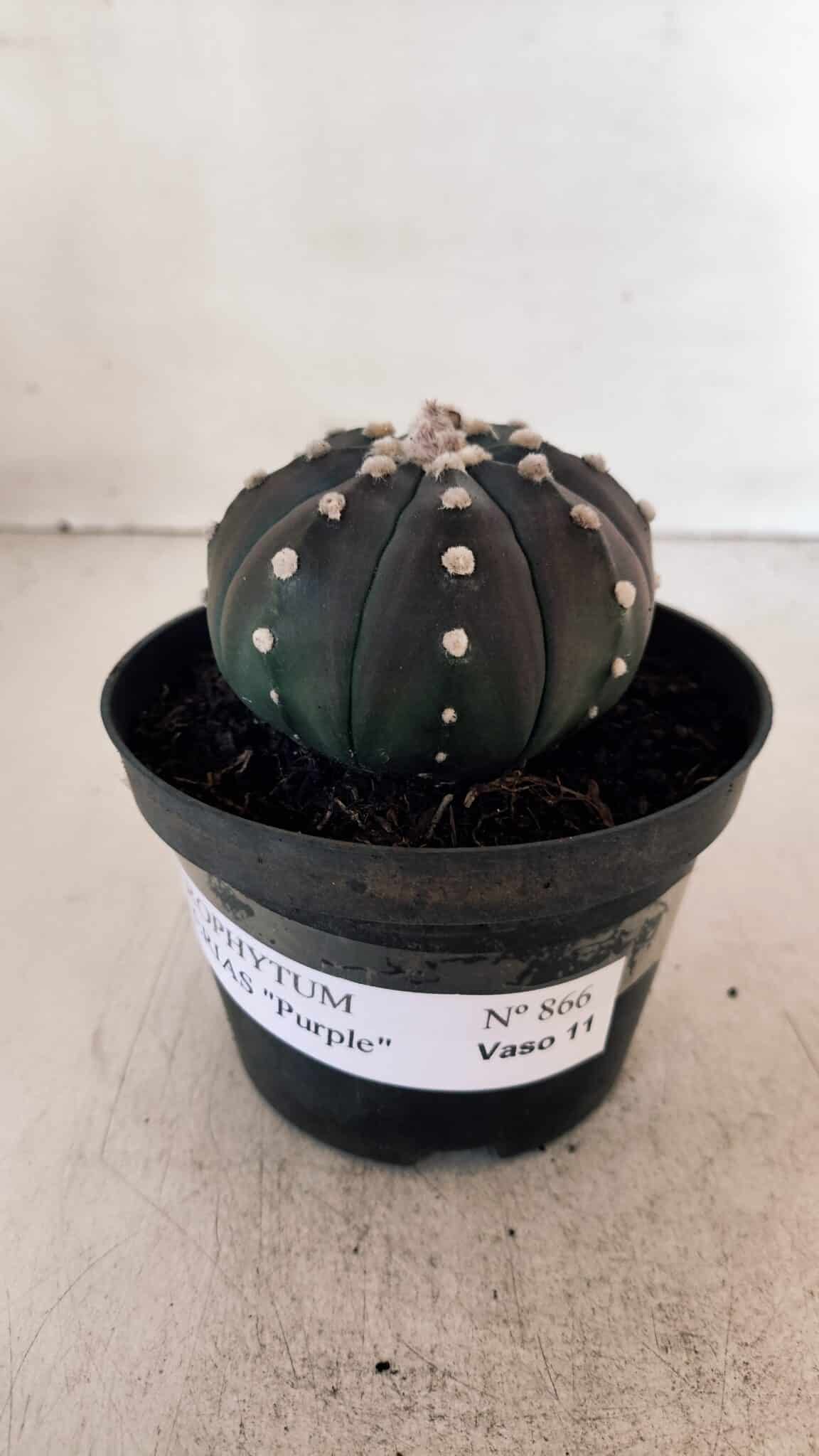 ASTROPHYTUM ASTERIAS “Purple”  Nº 866 (2) – vaso 11