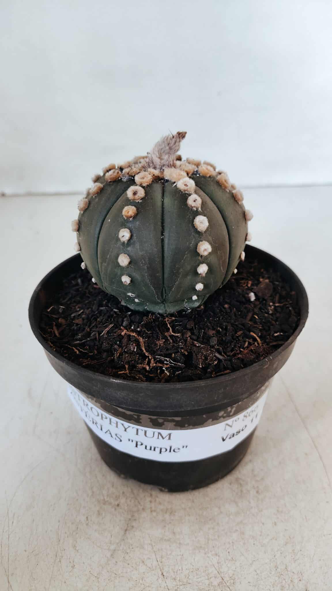 ASTROPHYTUM ASTERIAS “Purple”  Nº 866 – vaso 11