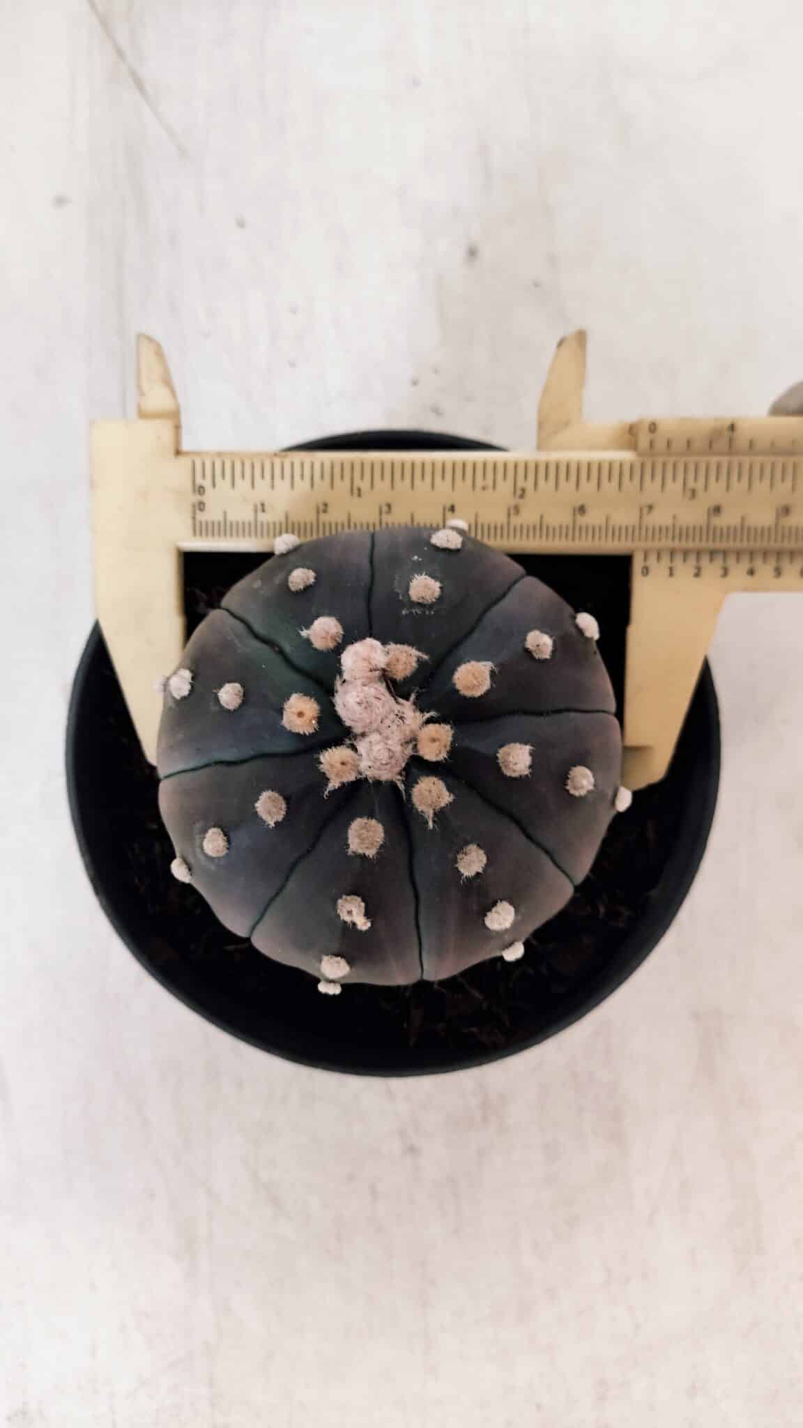 ASTROPHYTUM ASTERIAS “Purple”  Nº 866 (2) – vaso 11