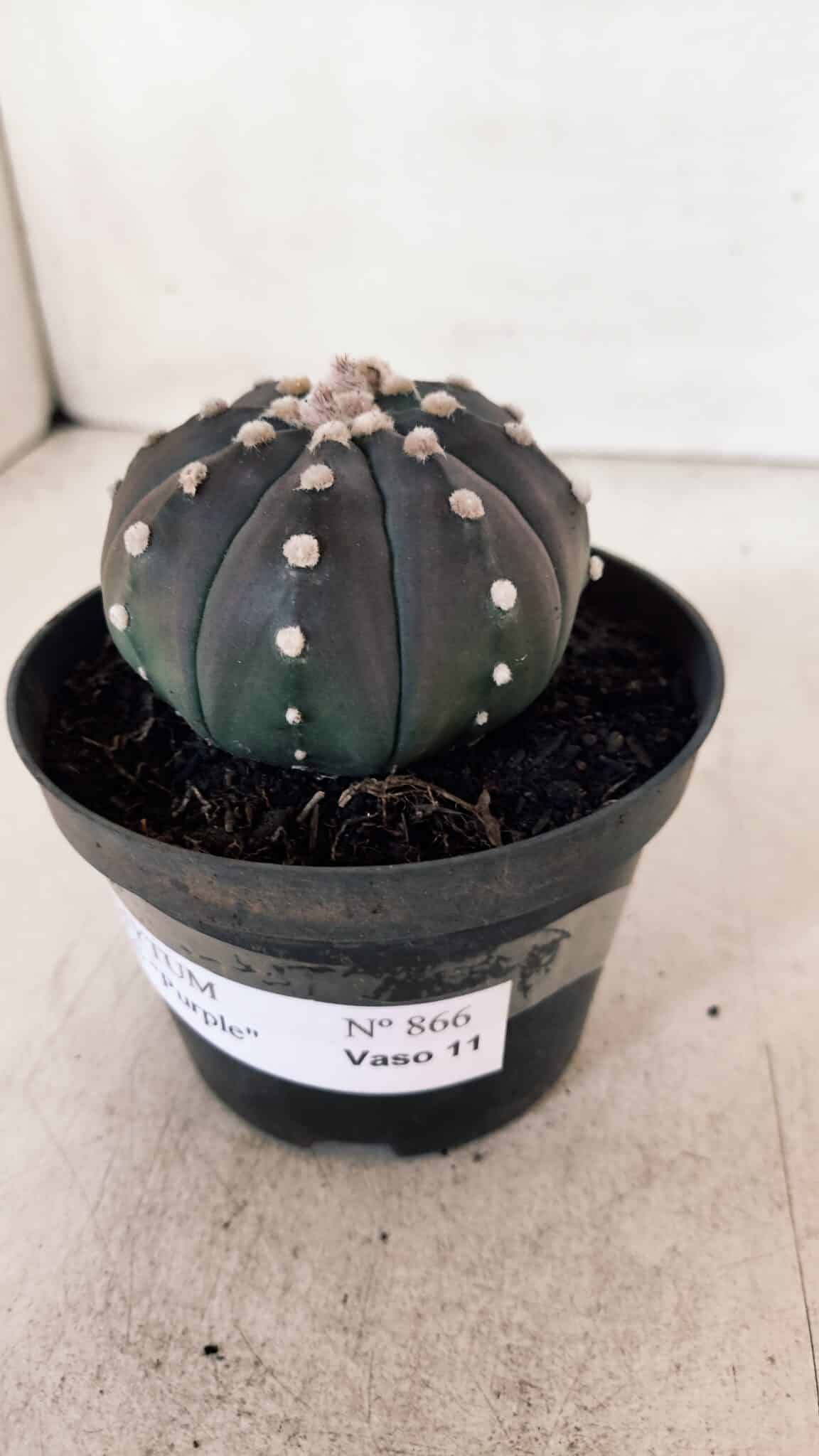 ASTROPHYTUM ASTERIAS “Purple”  Nº 866 (2) – vaso 11