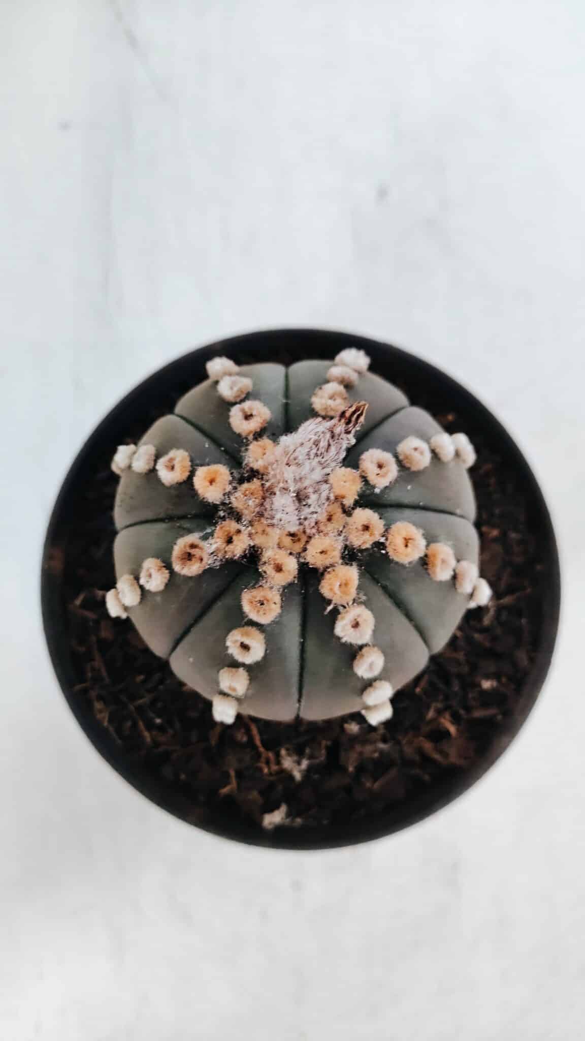 ASTROPHYTUM ASTERIAS “Purple”  Nº 866 – vaso 11