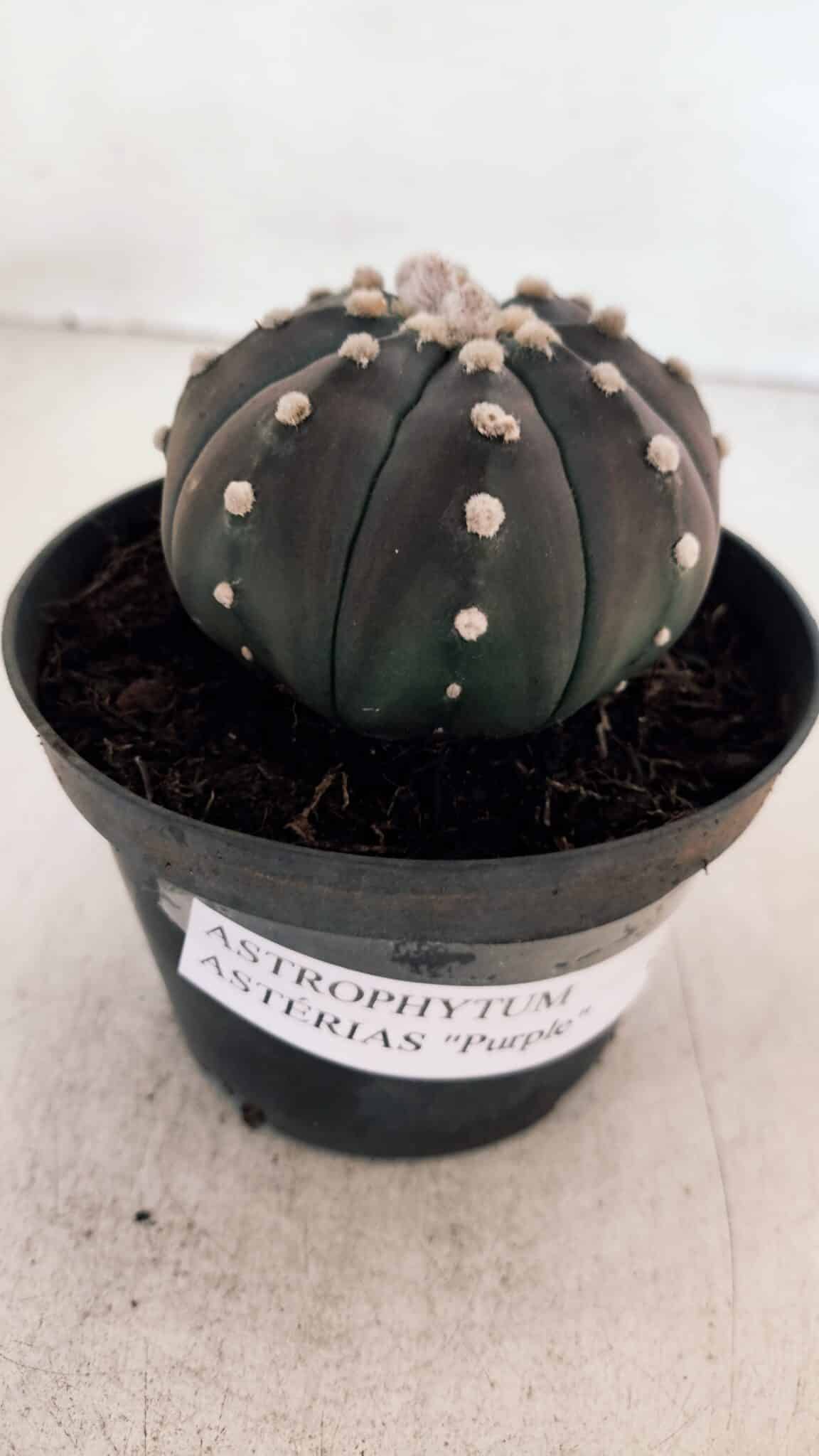 ASTROPHYTUM ASTERIAS “Purple”  Nº 866 (2) – vaso 11