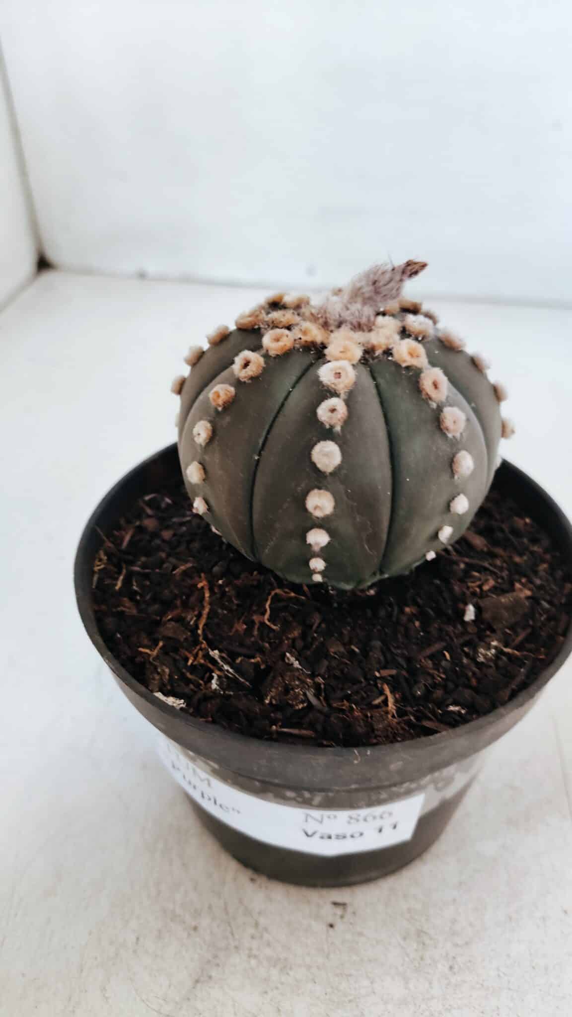 ASTROPHYTUM ASTERIAS “Purple”  Nº 866 – vaso 11