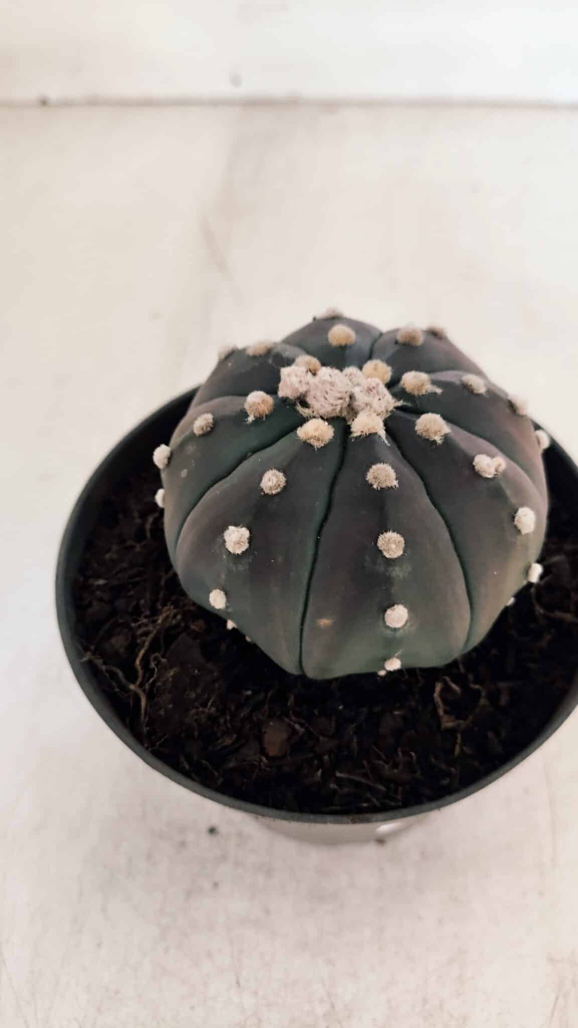 ASTROPHYTUM ASTERIAS “Purple”  Nº 866 (2) – vaso 11