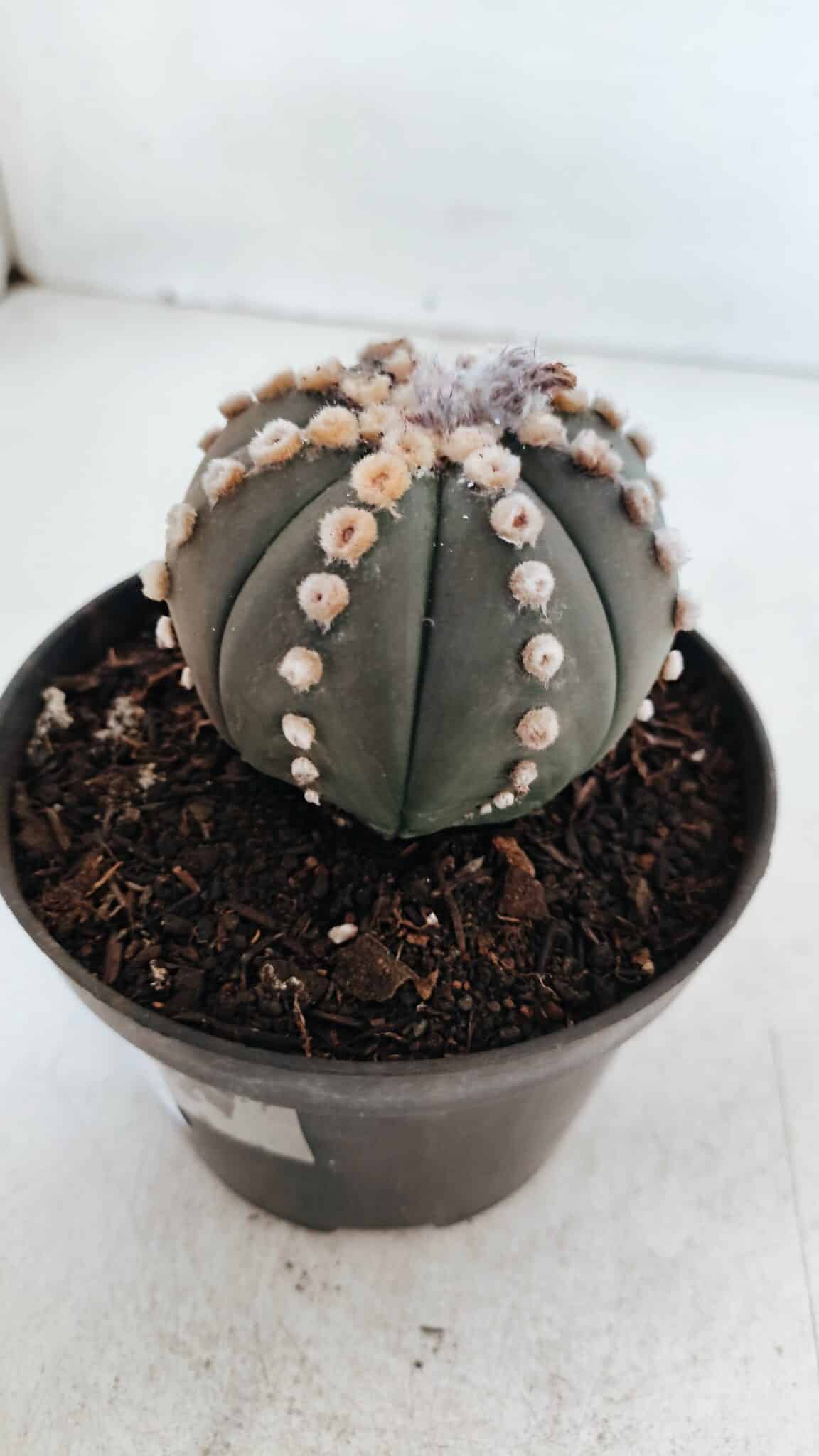 ASTROPHYTUM ASTERIAS “Purple”  Nº 866 – vaso 11