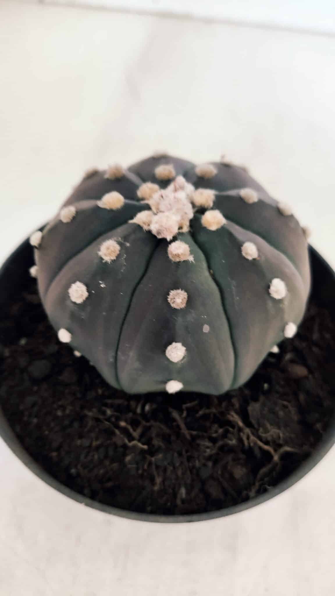 ASTROPHYTUM ASTERIAS “Purple”  Nº 866 (2) – vaso 11