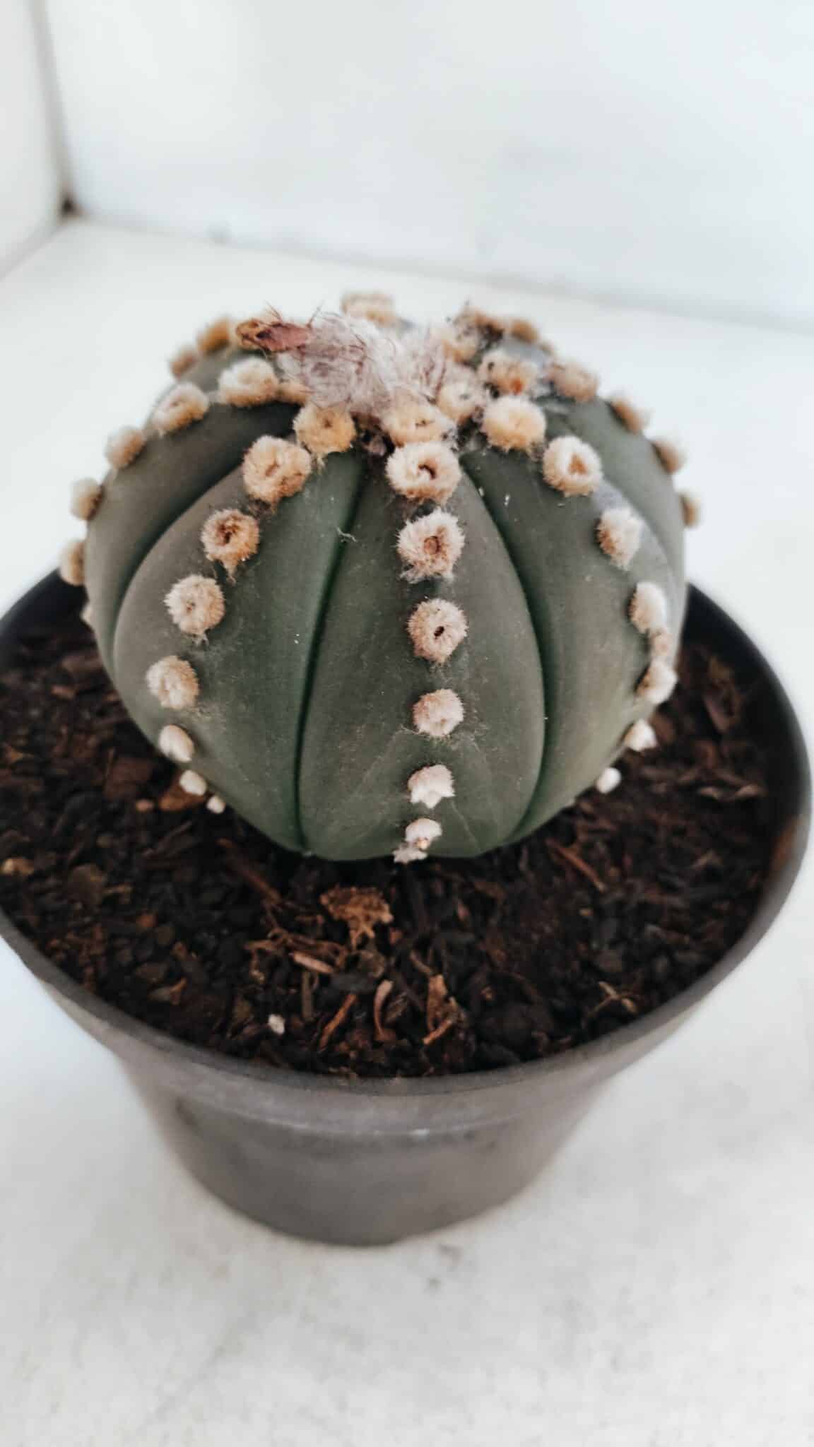 ASTROPHYTUM ASTERIAS “Purple”  Nº 866 – vaso 11