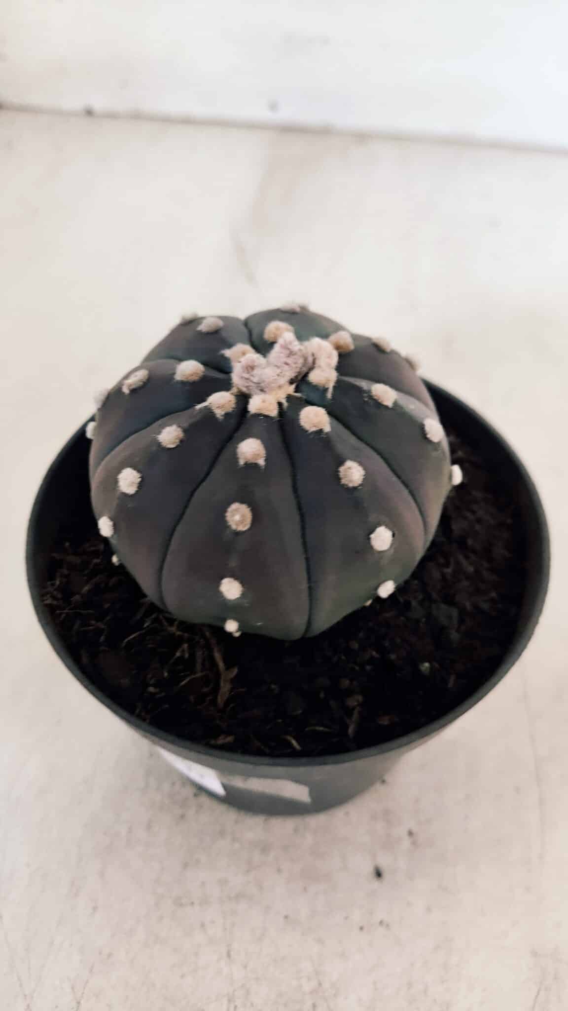 ASTROPHYTUM ASTERIAS “Purple”  Nº 866 (2) – vaso 11