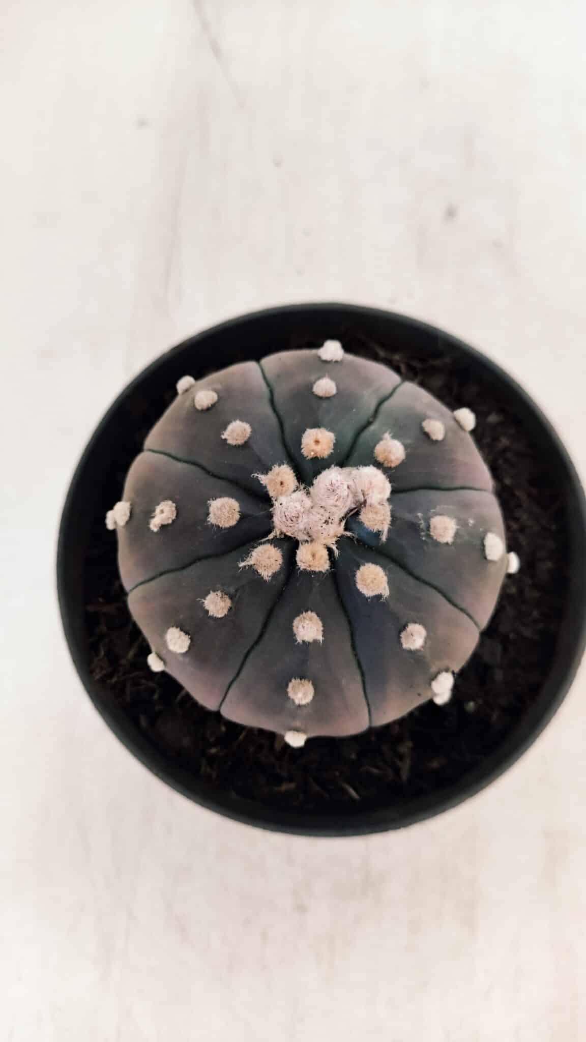 ASTROPHYTUM ASTERIAS “Purple”  Nº 866 (2) – vaso 11