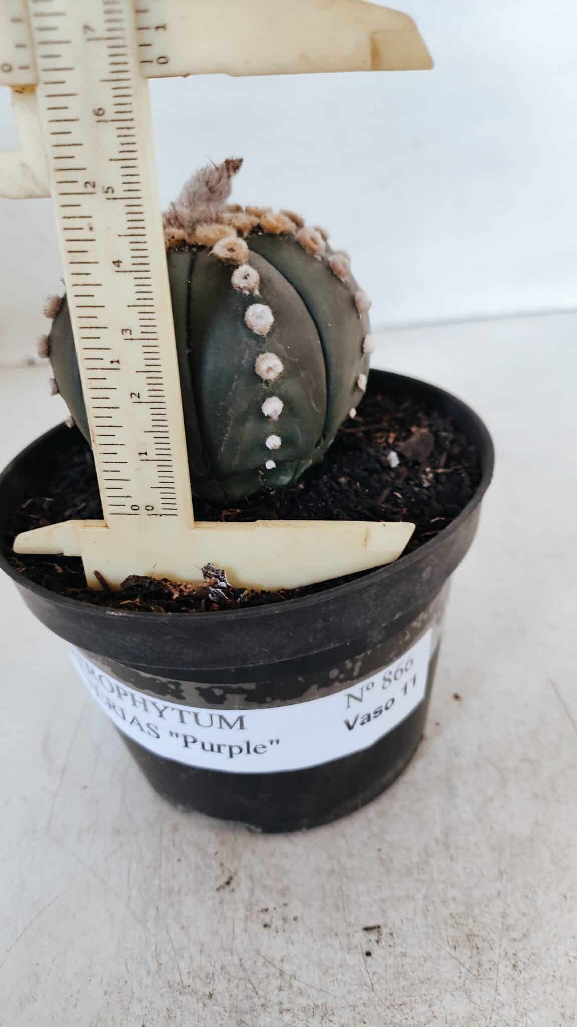 ASTROPHYTUM ASTERIAS “Purple”  Nº 866 – vaso 11