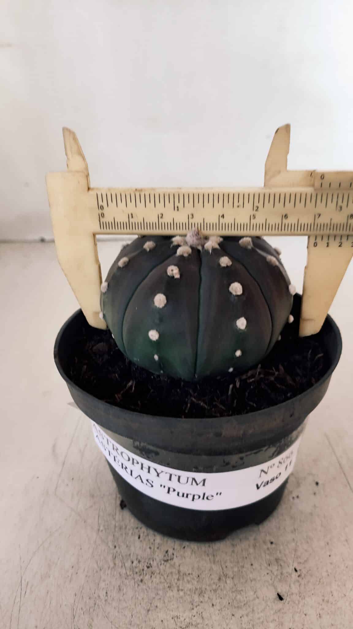 ASTROPHYTUM ASTERIAS “Purple”  Nº 866 (2) – vaso 11
