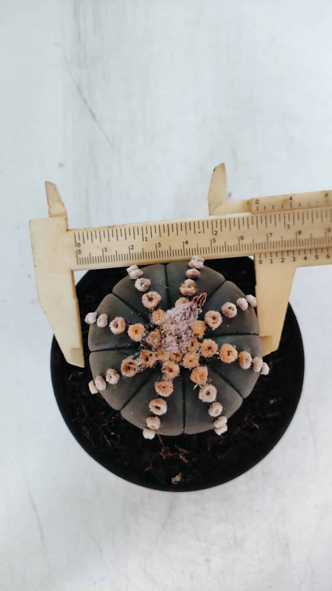 ASTROPHYTUM ASTERIAS “Purple”  Nº 866 – vaso 11
