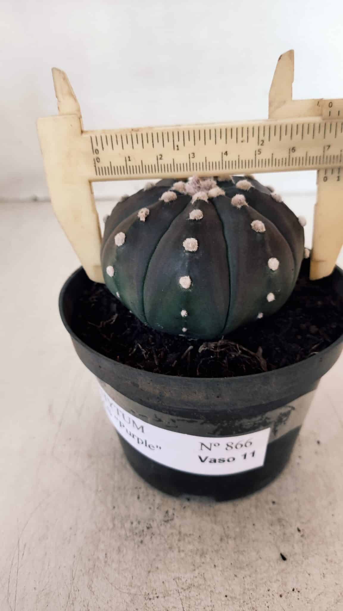 ASTROPHYTUM ASTERIAS “Purple”  Nº 866 (2) – vaso 11