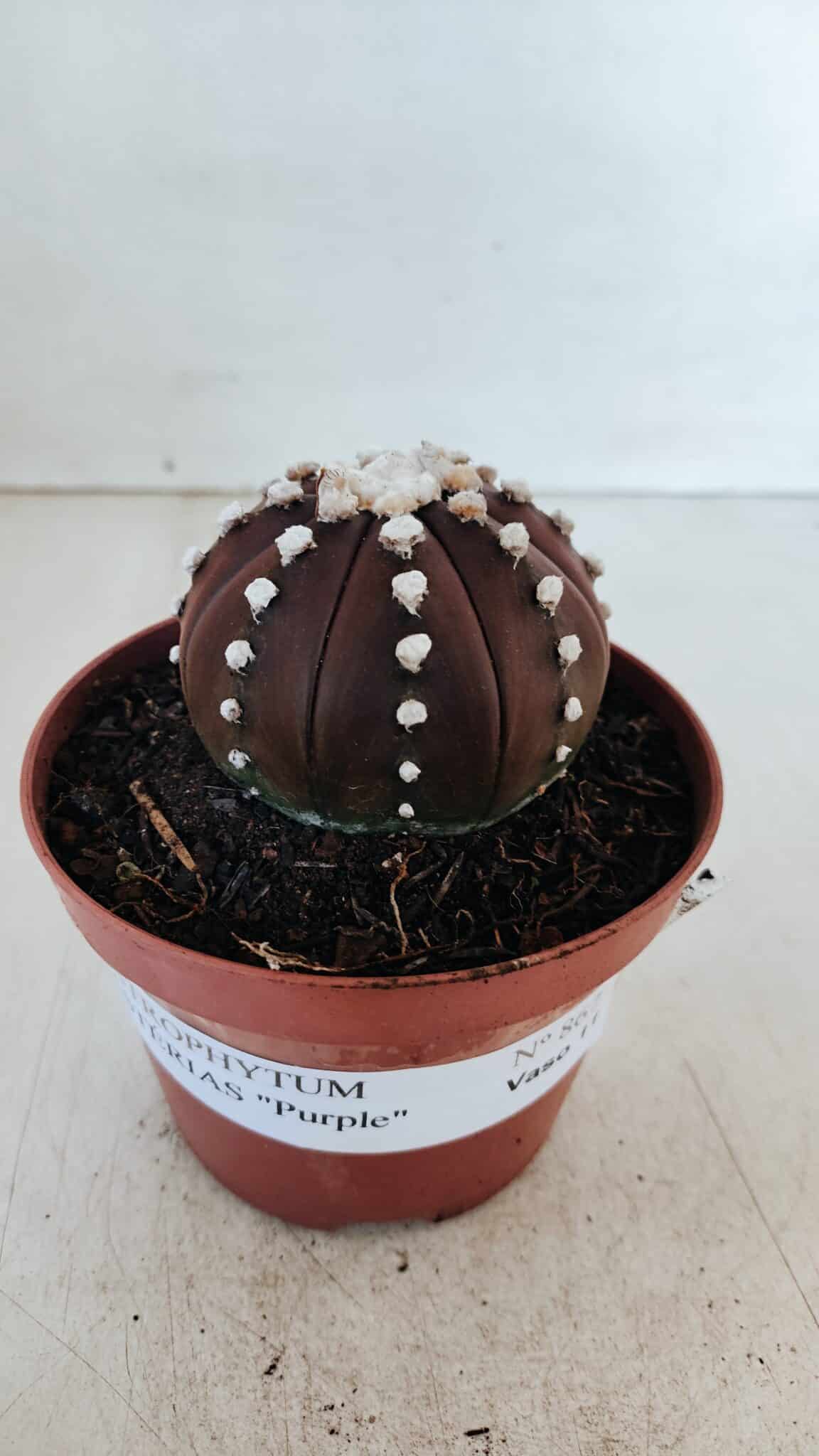 ASTROPHYTUM ASTERIAS “Purple”  Nº 867 – vaso 11