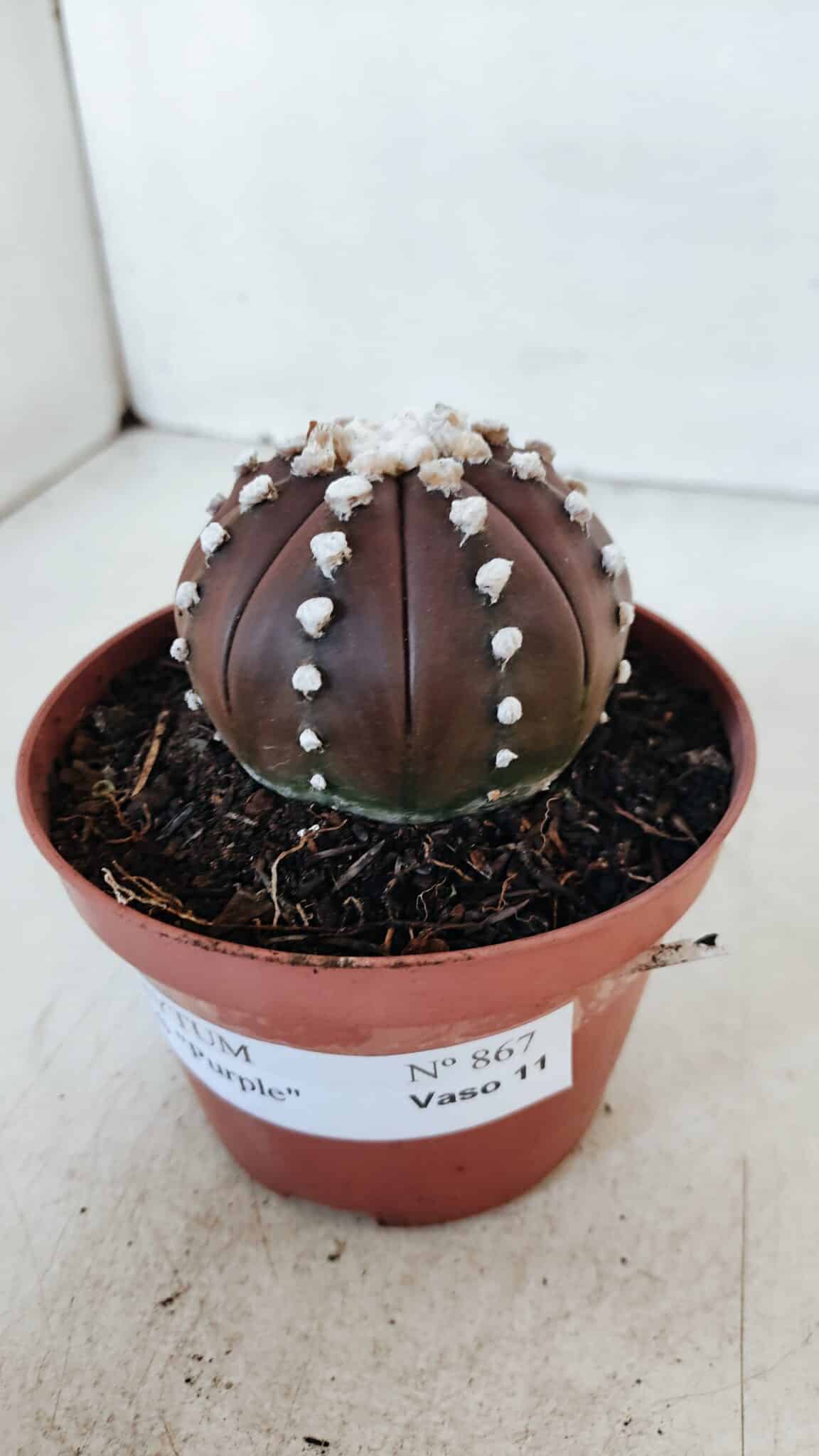 ASTROPHYTUM ASTERIAS “Purple”  Nº 867 – vaso 11