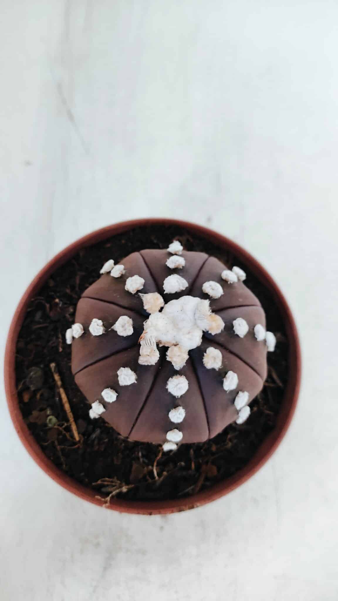 ASTROPHYTUM ASTERIAS “Purple”  Nº 867 – vaso 11