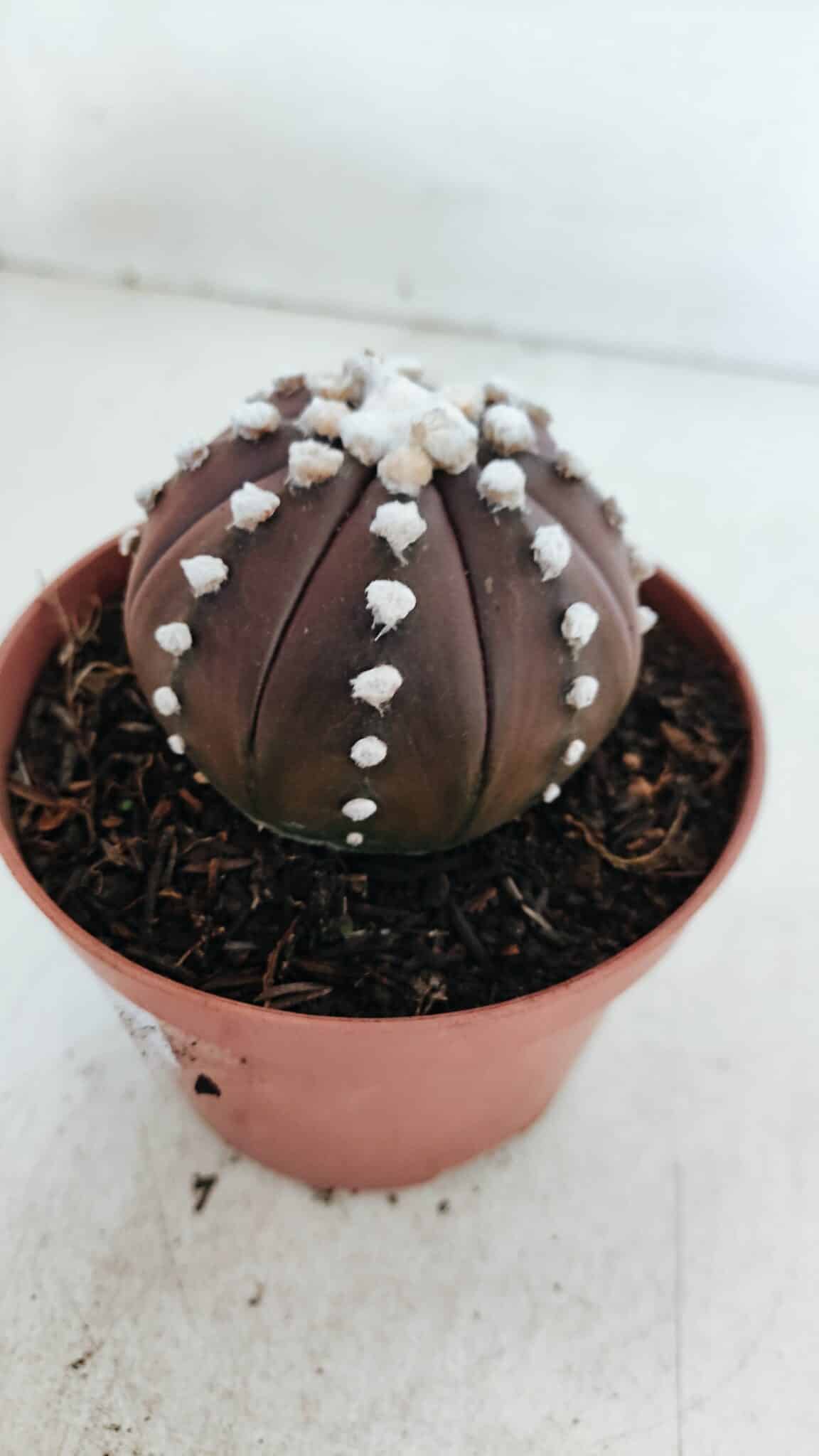 ASTROPHYTUM ASTERIAS “Purple”  Nº 867 – vaso 11