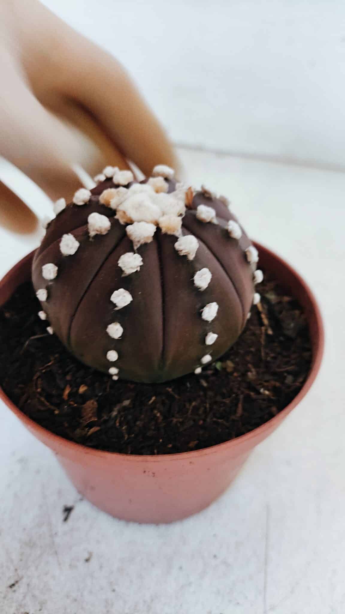 ASTROPHYTUM ASTERIAS “Purple”  Nº 867 – vaso 11