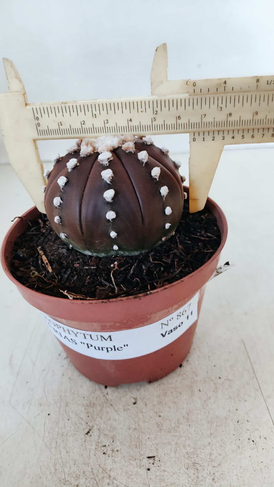 ASTROPHYTUM ASTERIAS “Purple”  Nº 867 – vaso 11