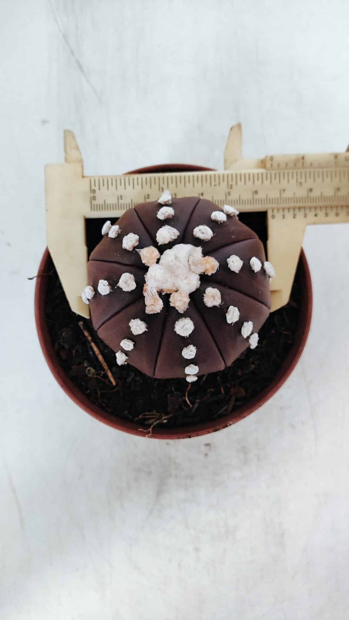 ASTROPHYTUM ASTERIAS “Purple”  Nº 867 – vaso 11