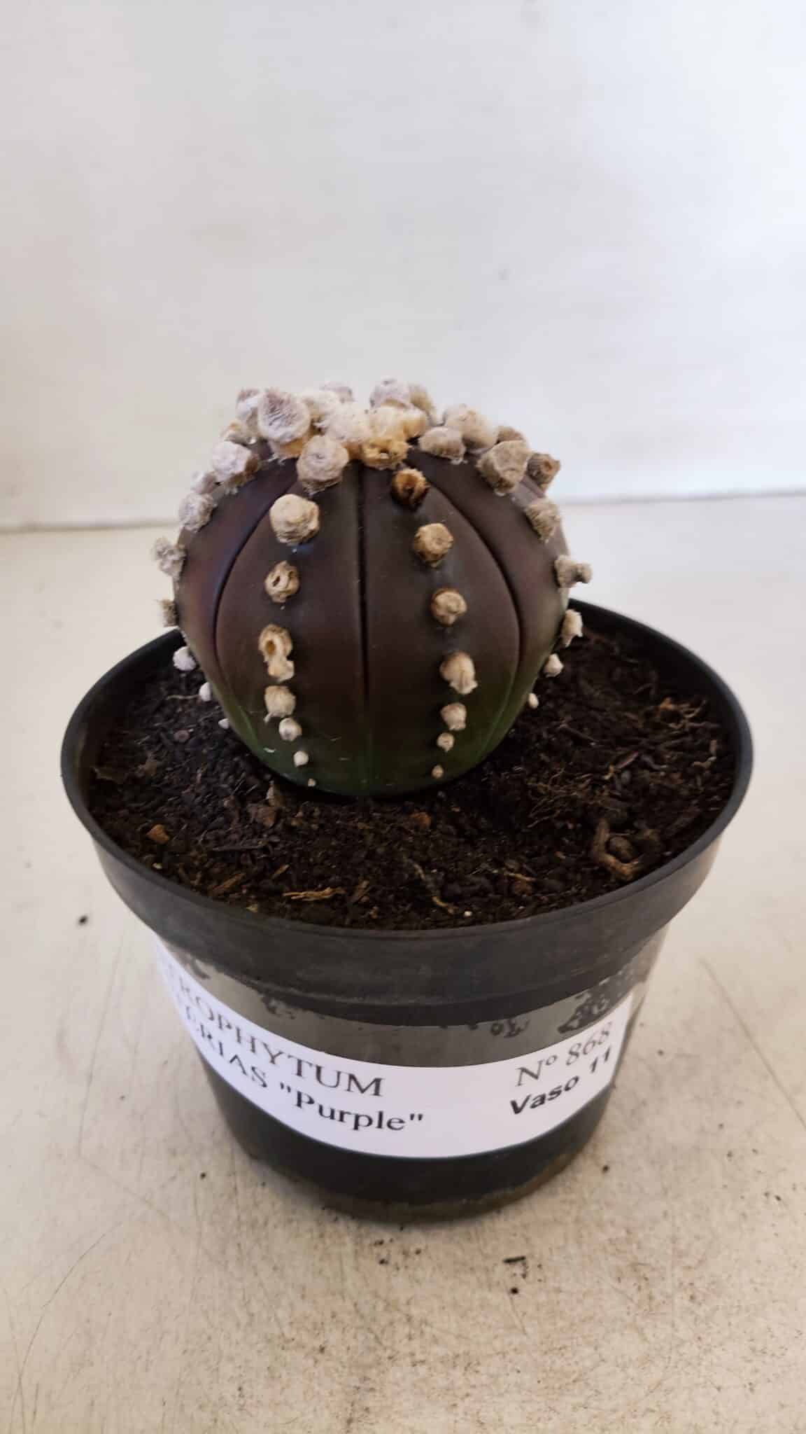 ASTROPHYTUM ASTERIAS “Purple”  Nº 868 – vaso 11