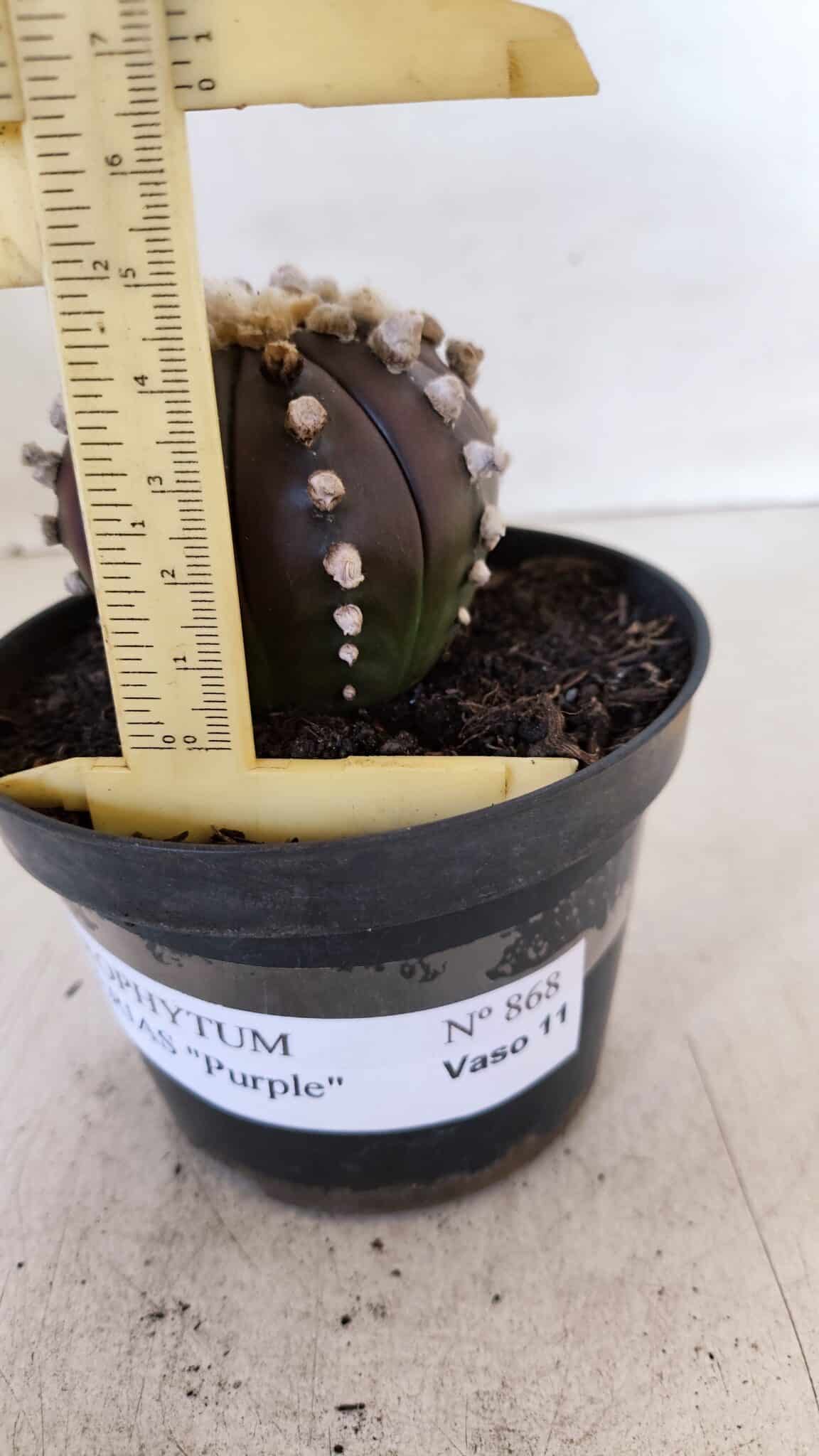 ASTROPHYTUM ASTERIAS “Purple”  Nº 868 – vaso 11