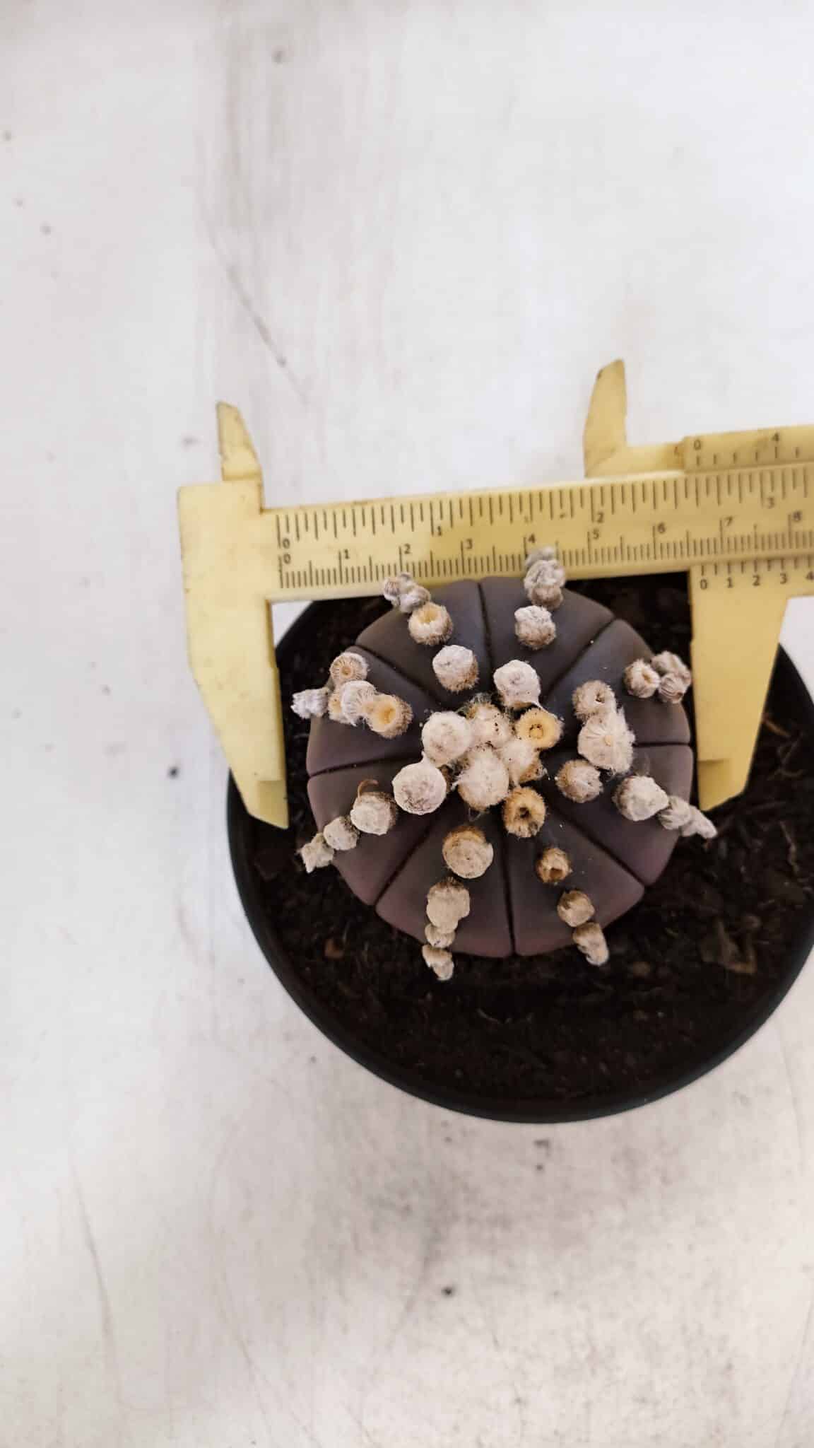 ASTROPHYTUM ASTERIAS “Purple”  Nº 868 – vaso 11