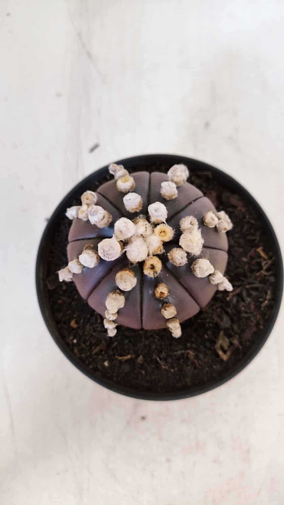 ASTROPHYTUM ASTERIAS “Purple”  Nº 868 – vaso 11
