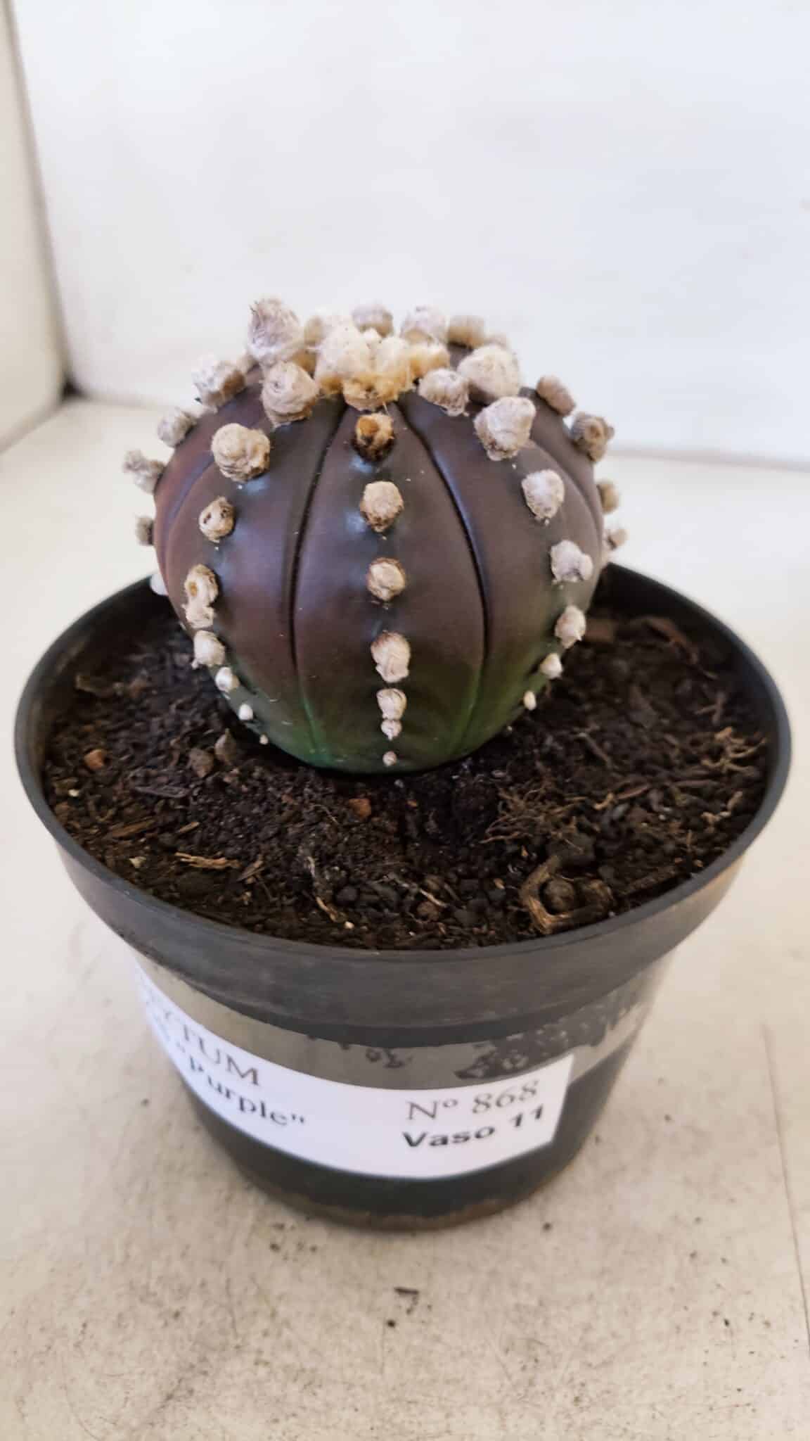 ASTROPHYTUM ASTERIAS “Purple”  Nº 868 – vaso 11