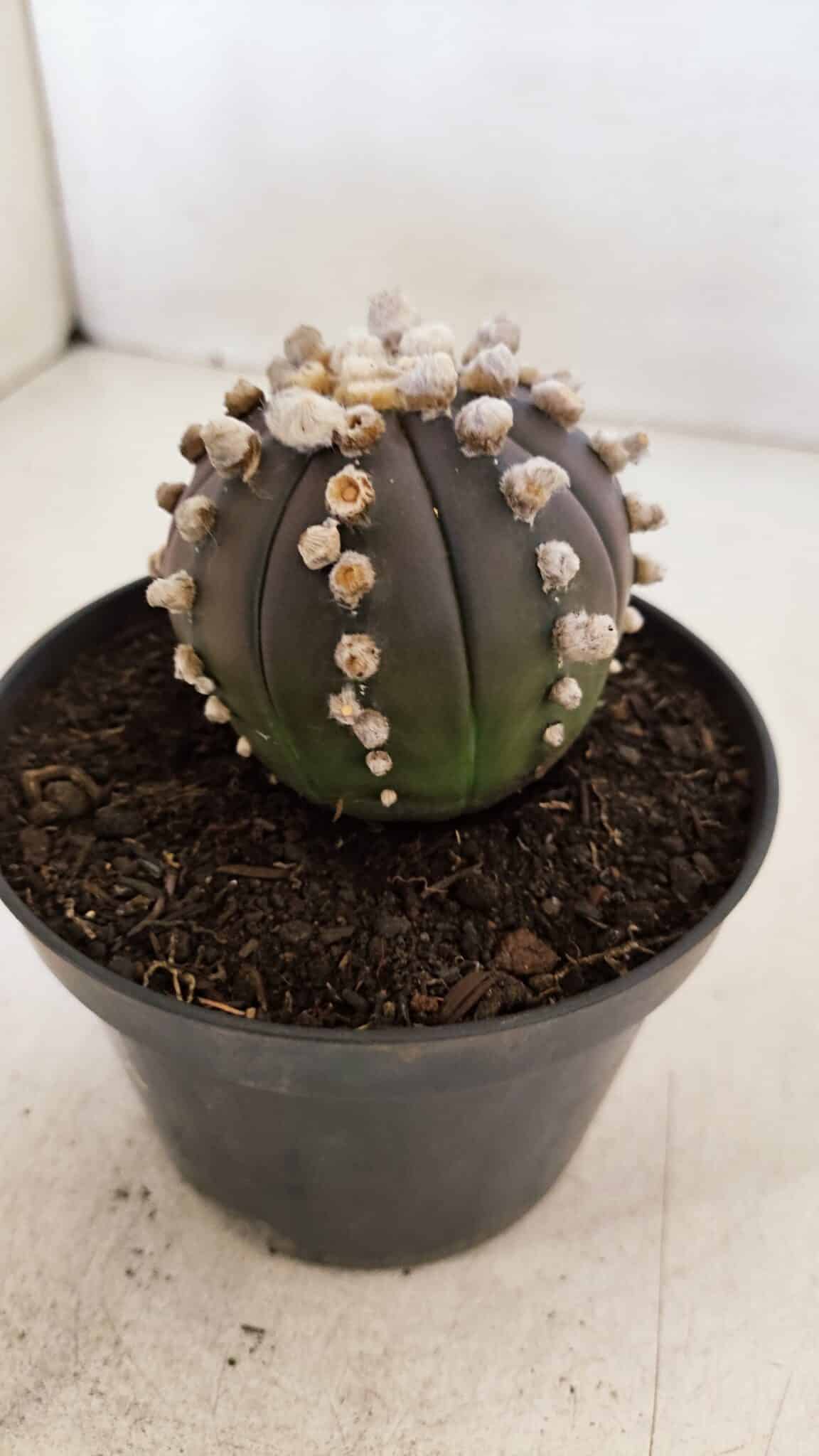 ASTROPHYTUM ASTERIAS “Purple”  Nº 868 – vaso 11