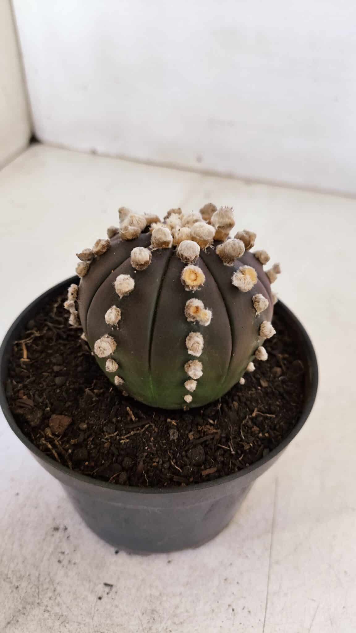 ASTROPHYTUM ASTERIAS “Purple”  Nº 868 – vaso 11