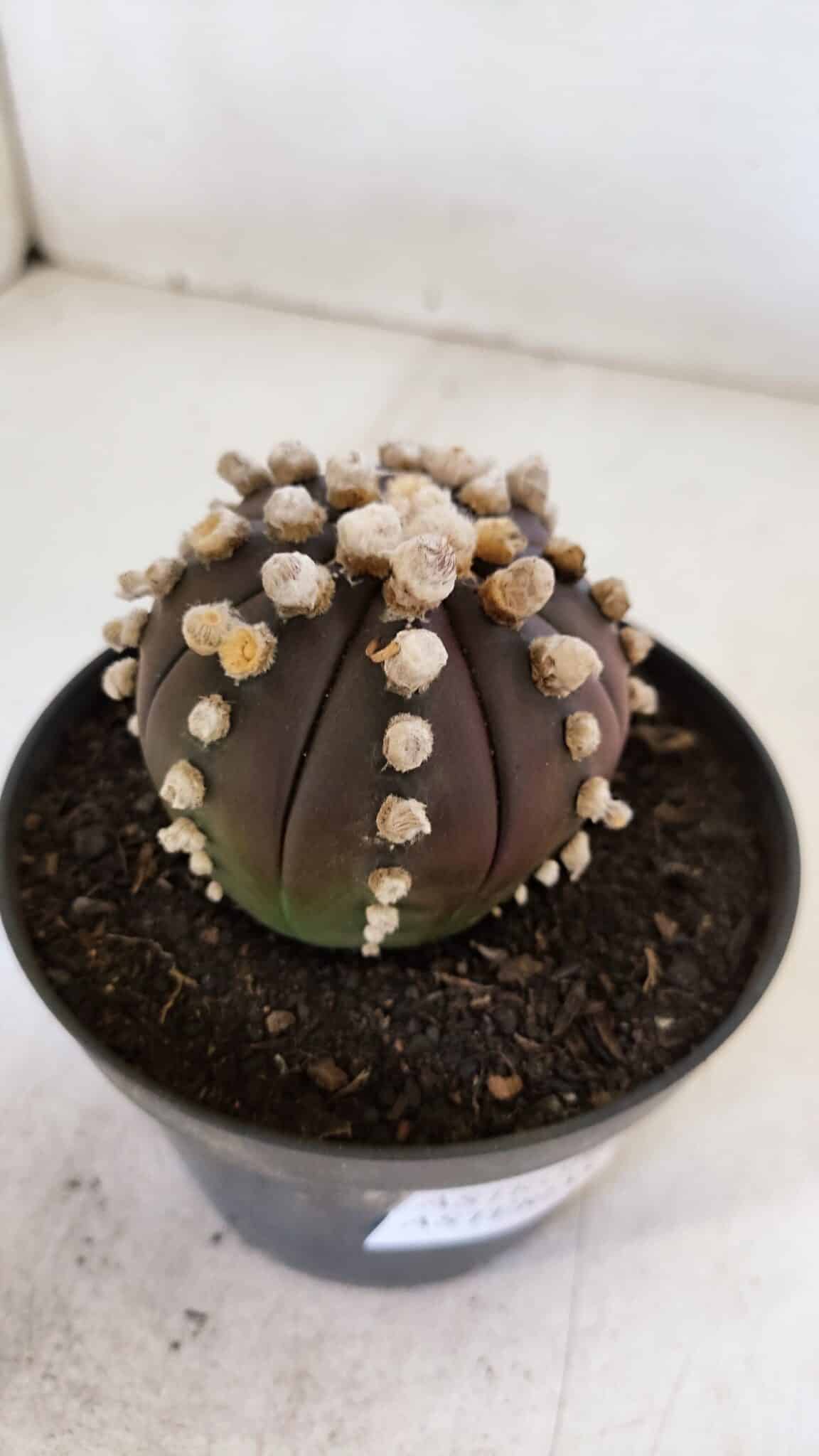 ASTROPHYTUM ASTERIAS “Purple”  Nº 868 – vaso 11
