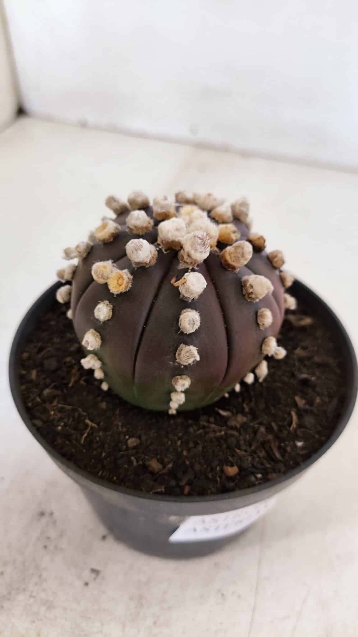 ASTROPHYTUM ASTERIAS “Purple”  Nº 868 – vaso 11