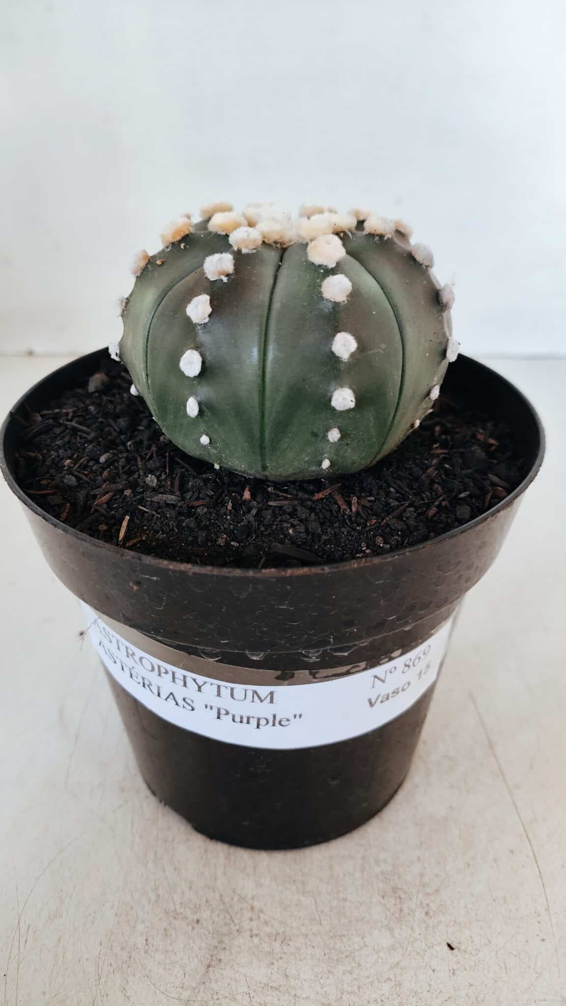 ASTROPHYTUM ASTERIAS “Purple”  Nº 869 – vaso 15