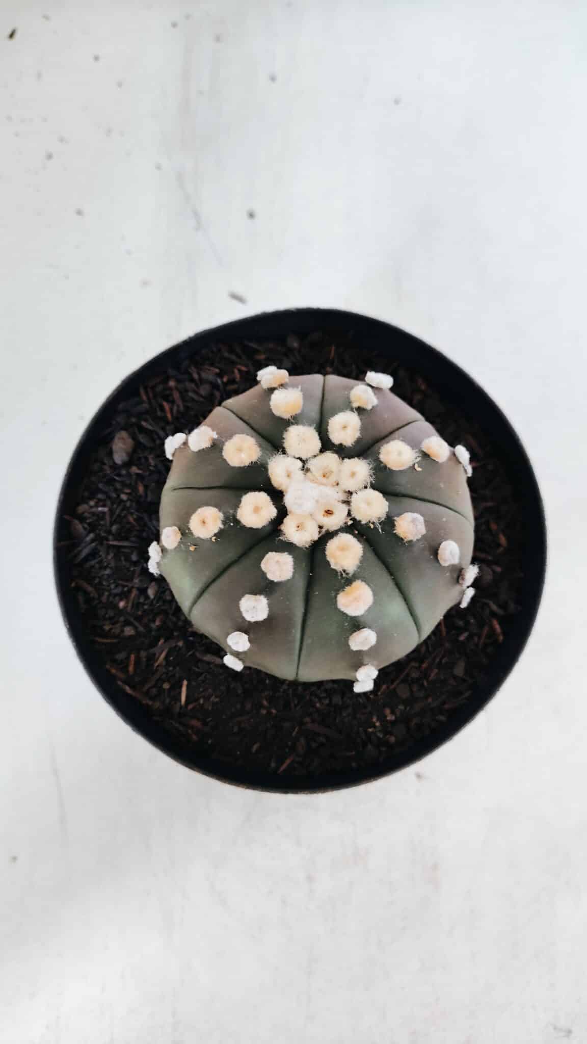 ASTROPHYTUM ASTERIAS “Purple”  Nº 869 – vaso 15