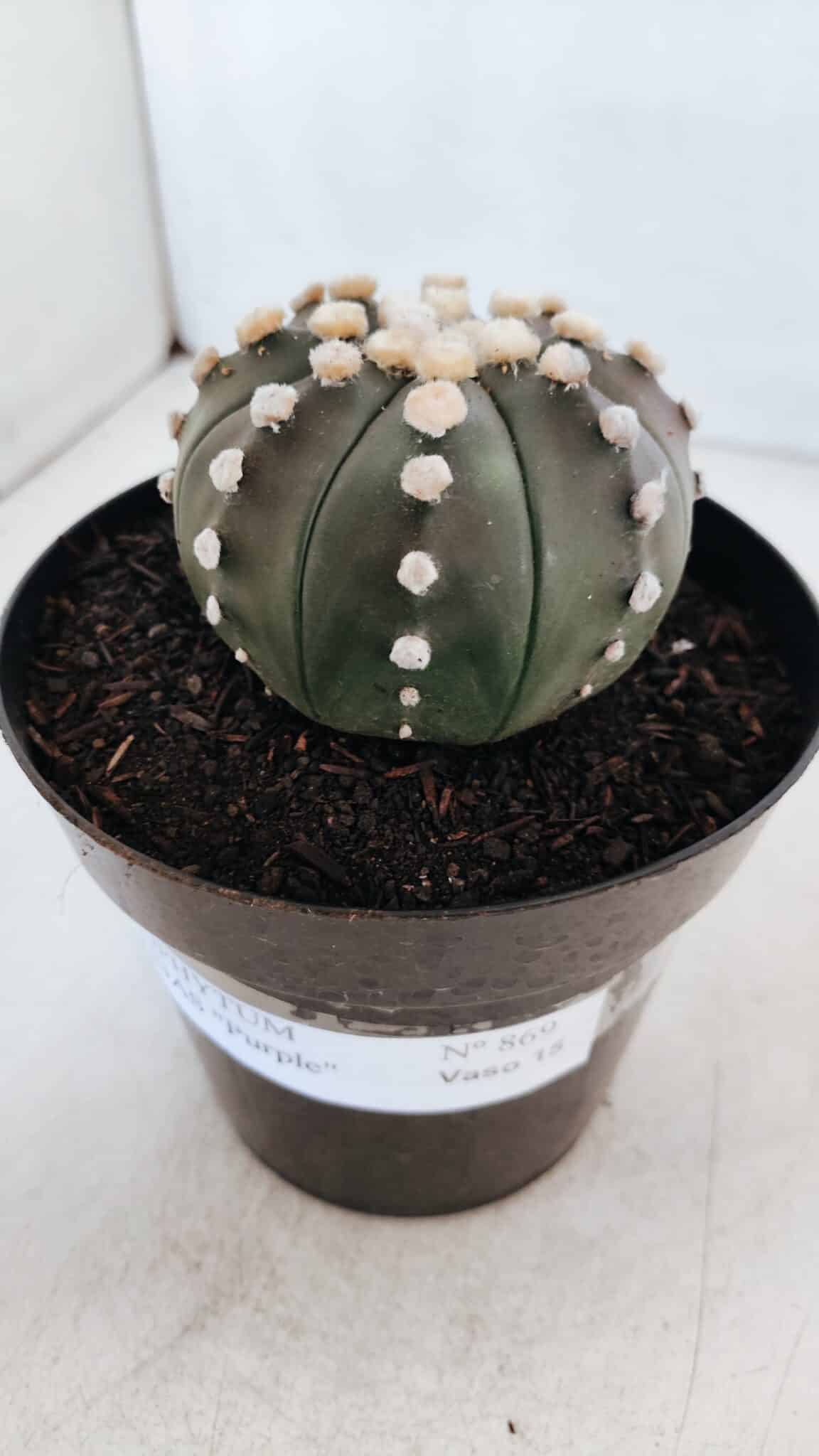 ASTROPHYTUM ASTERIAS “Purple”  Nº 869 – vaso 15