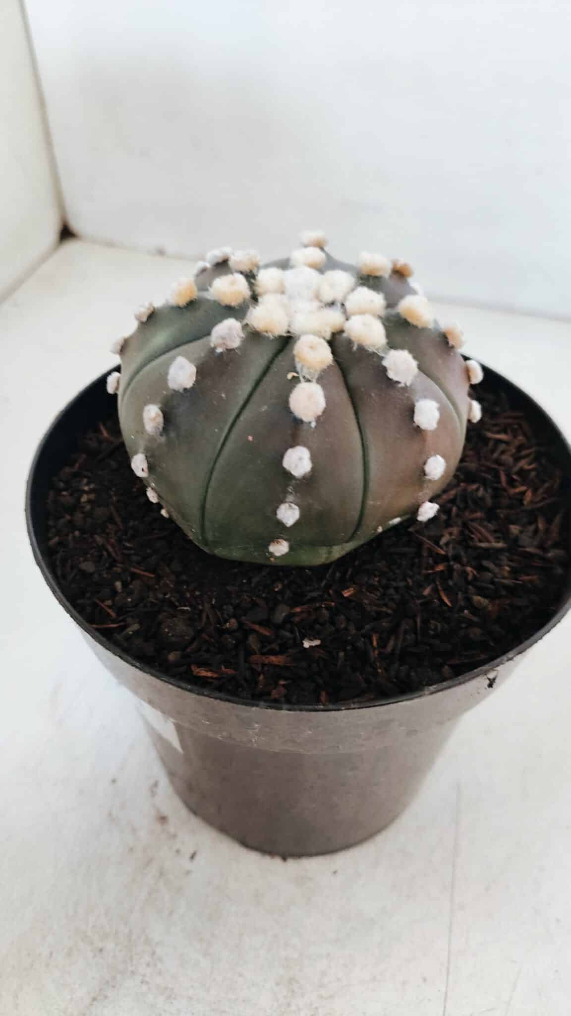 ASTROPHYTUM ASTERIAS “Purple”  Nº 869 – vaso 15