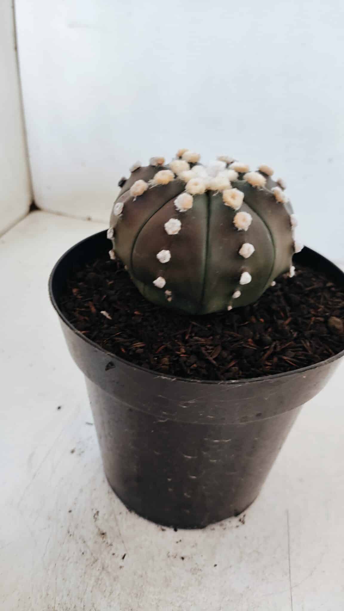 ASTROPHYTUM ASTERIAS “Purple”  Nº 869 – vaso 15