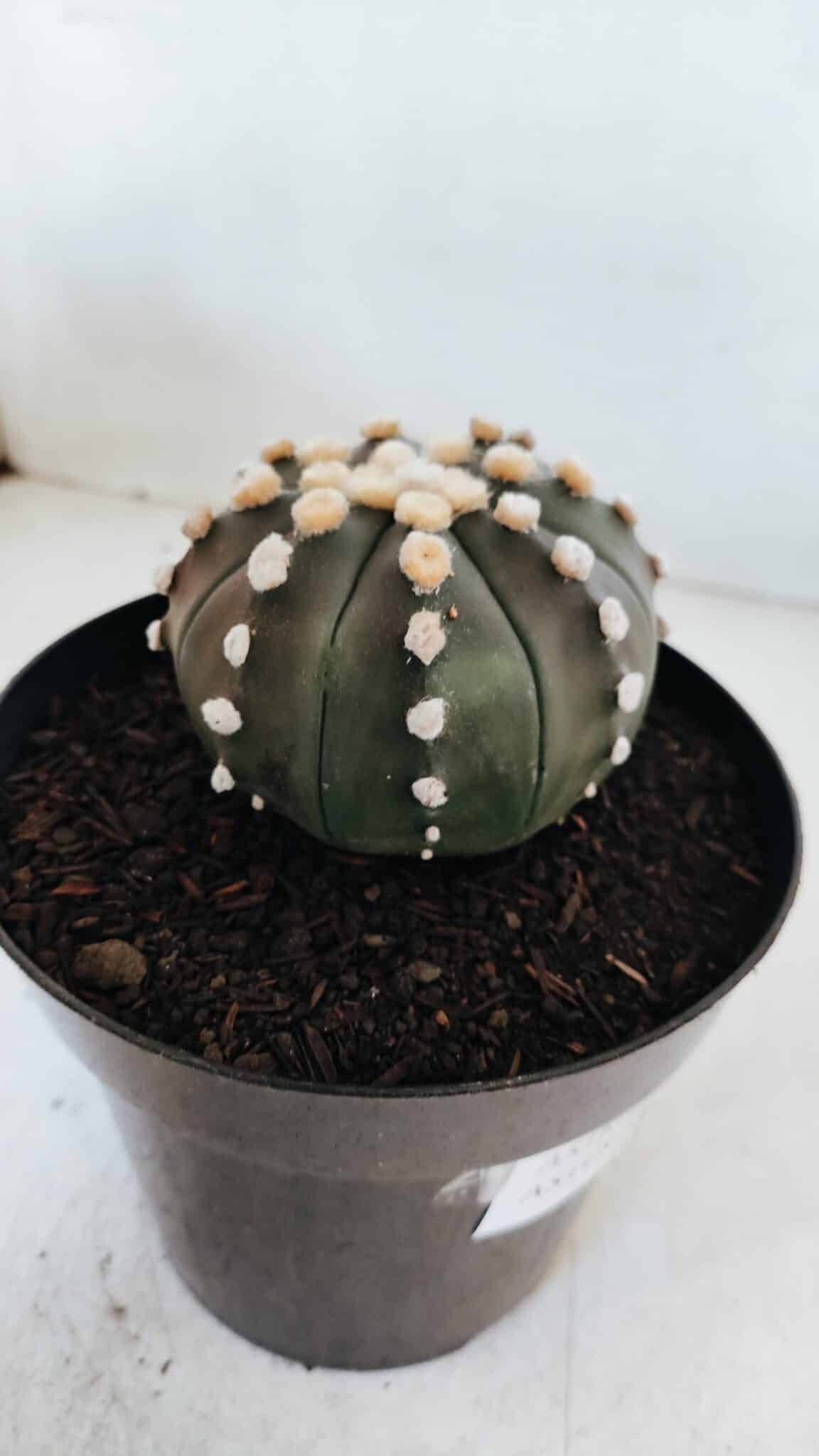 ASTROPHYTUM ASTERIAS “Purple”  Nº 869 – vaso 15