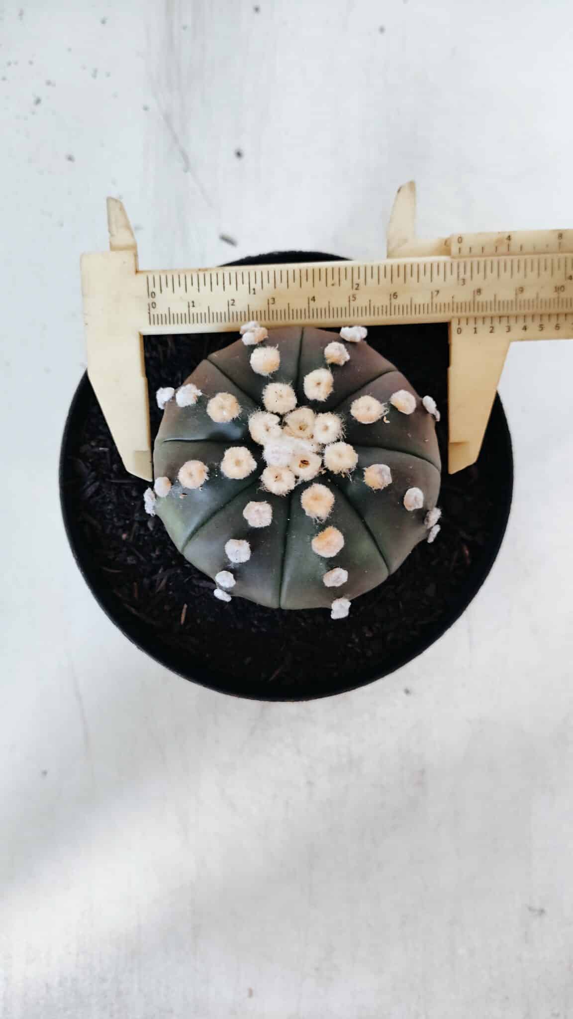 ASTROPHYTUM ASTERIAS “Purple”  Nº 869 – vaso 15